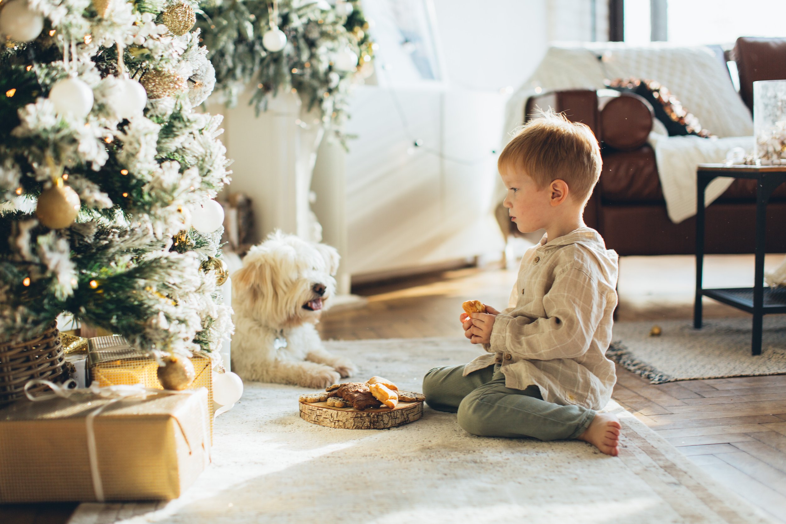 5 Cute Pet Christmas Card Ideas — Mixbook Inspiration