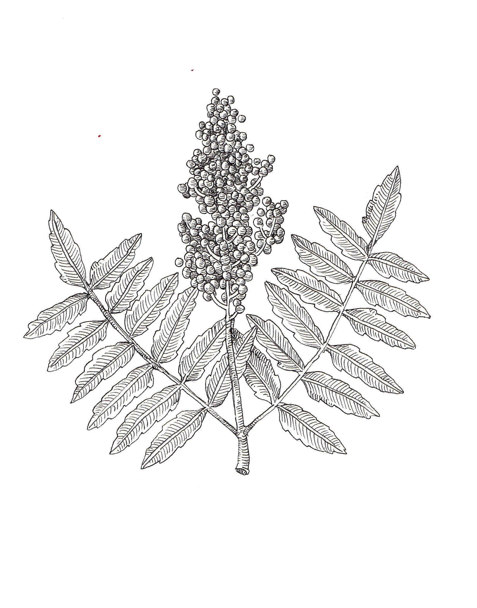 sumac.jpg