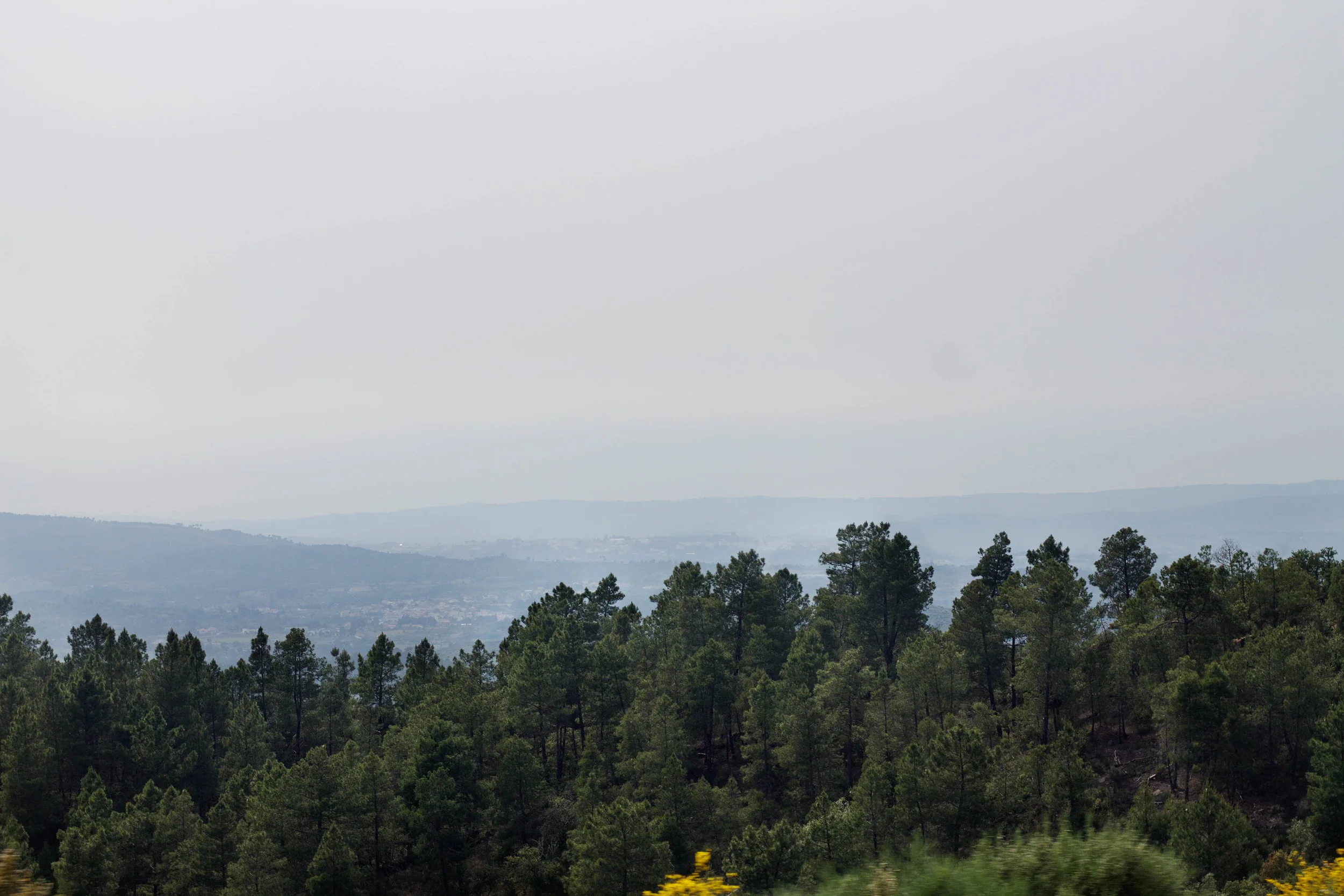 treesmountains.jpg