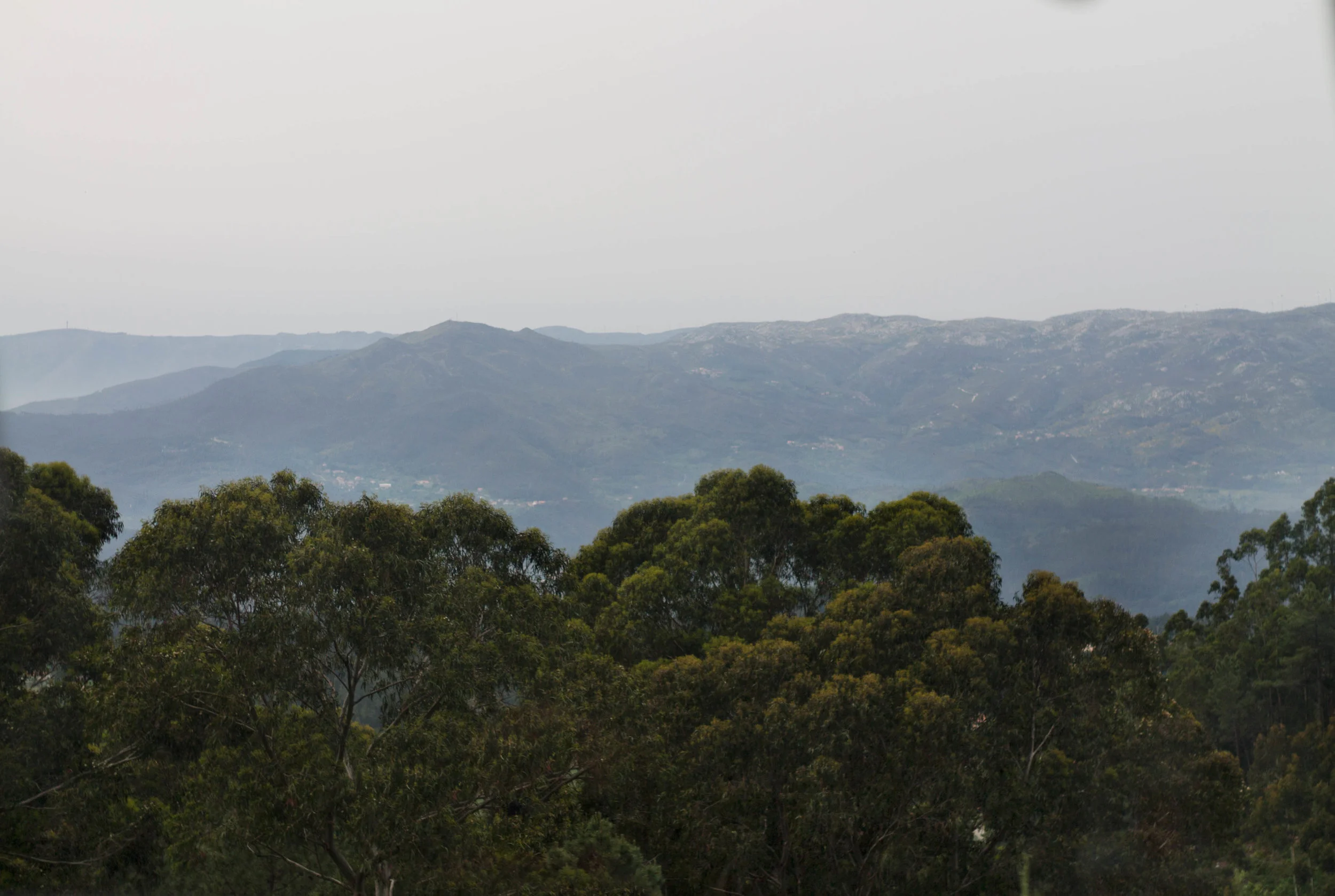 treesmountains2.jpg