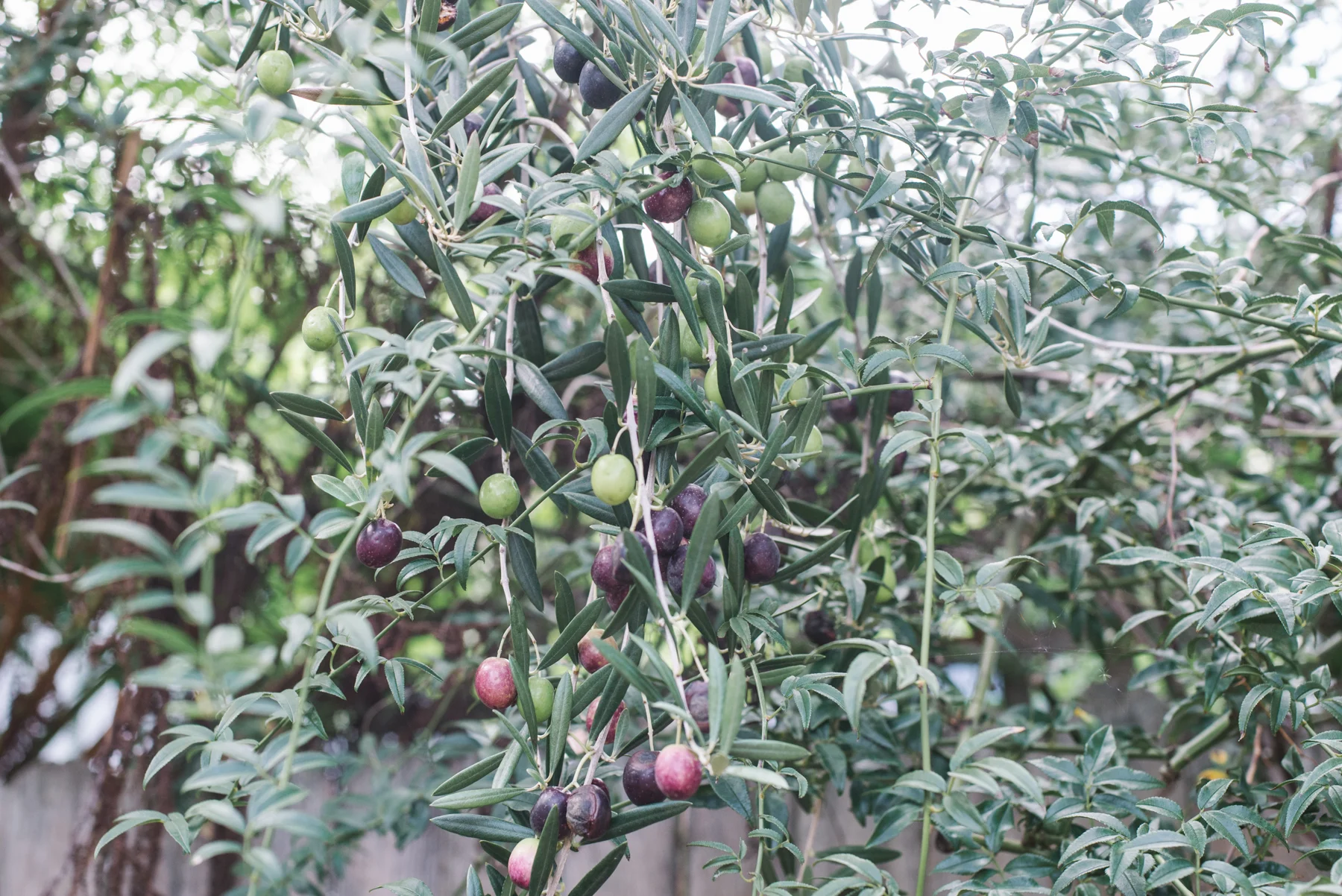 Olives on a low hanging branch