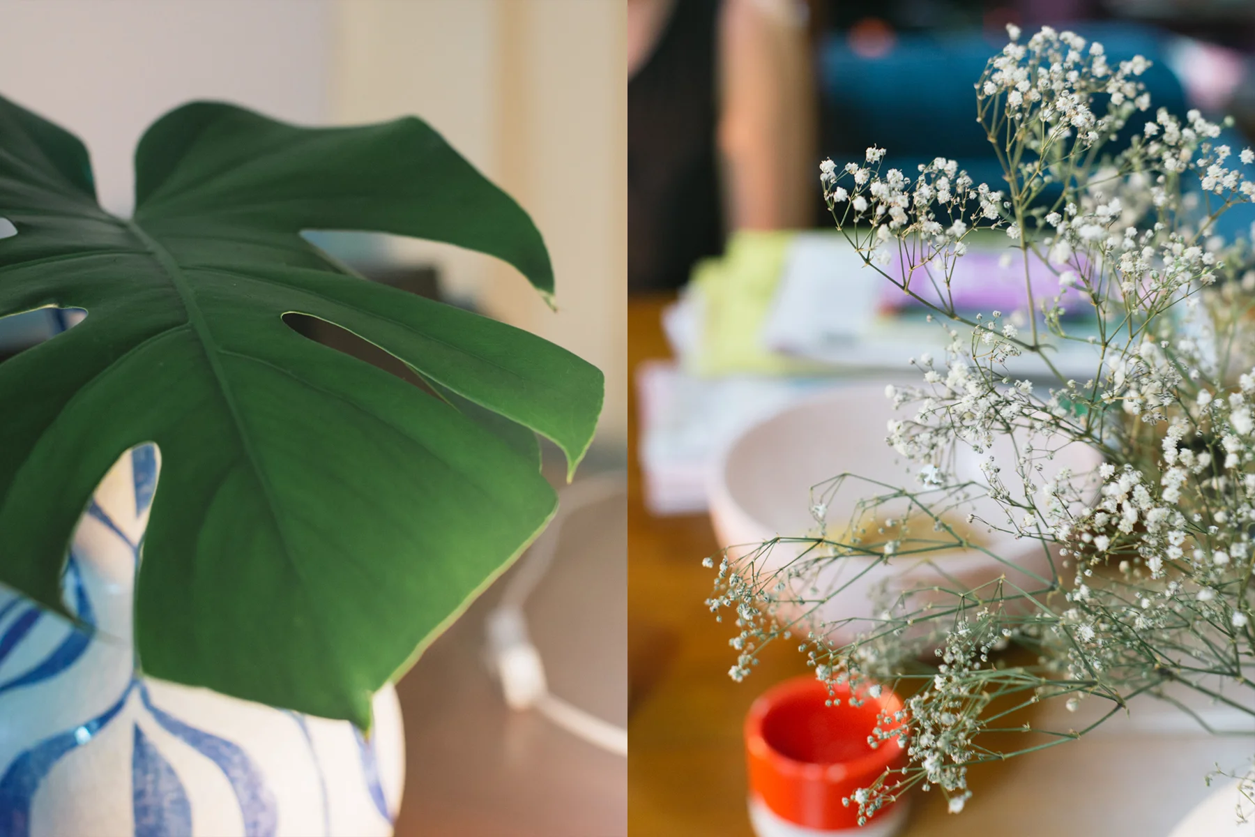 Frances went out and bought the monstera leaf...