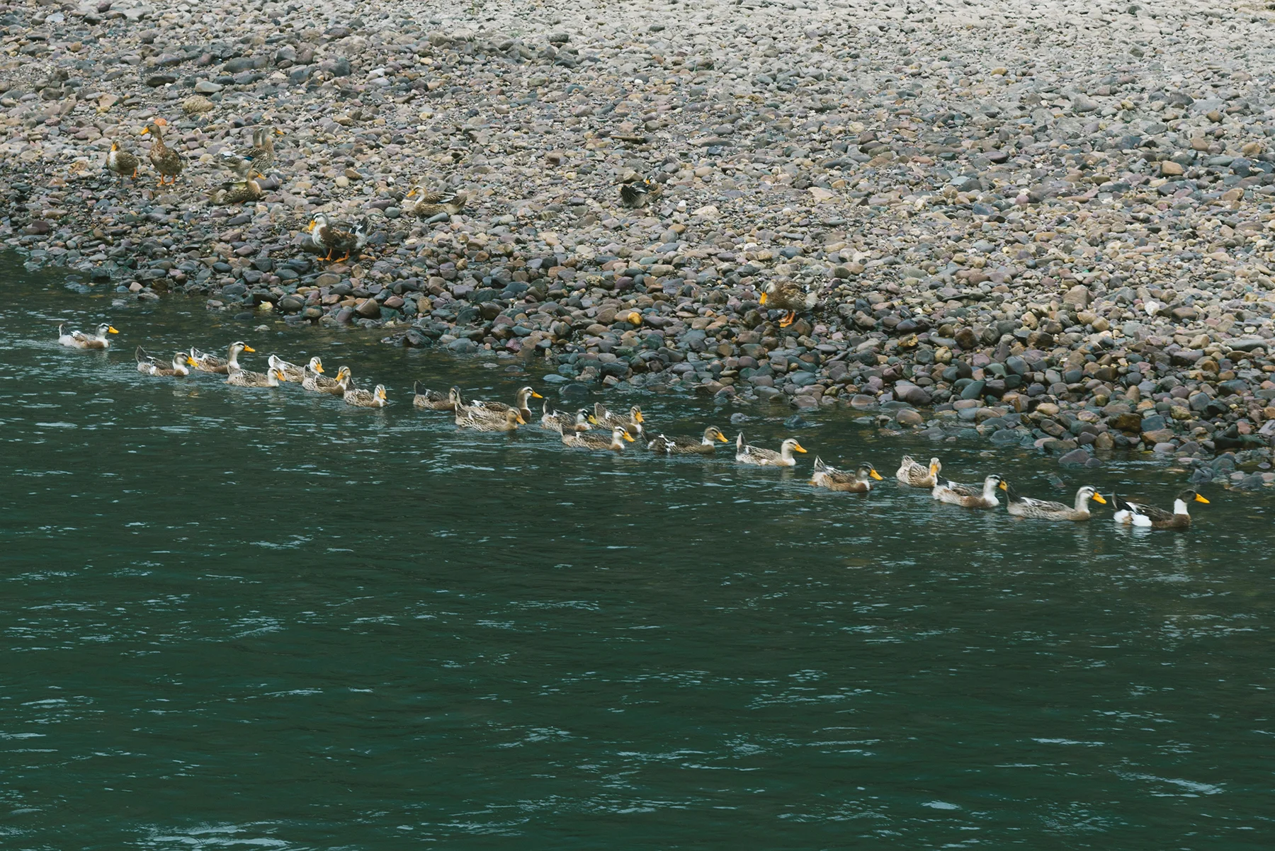 DSC_0704.jpg