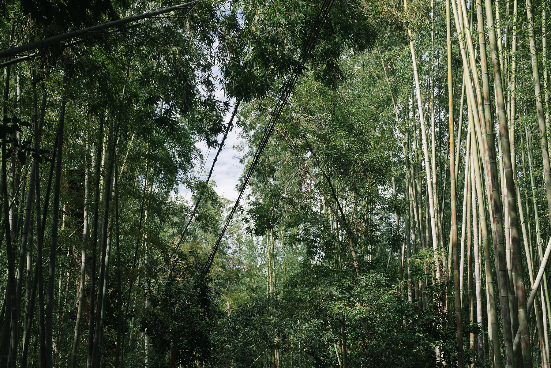 The bamboo forest wasn’t actually a forest.