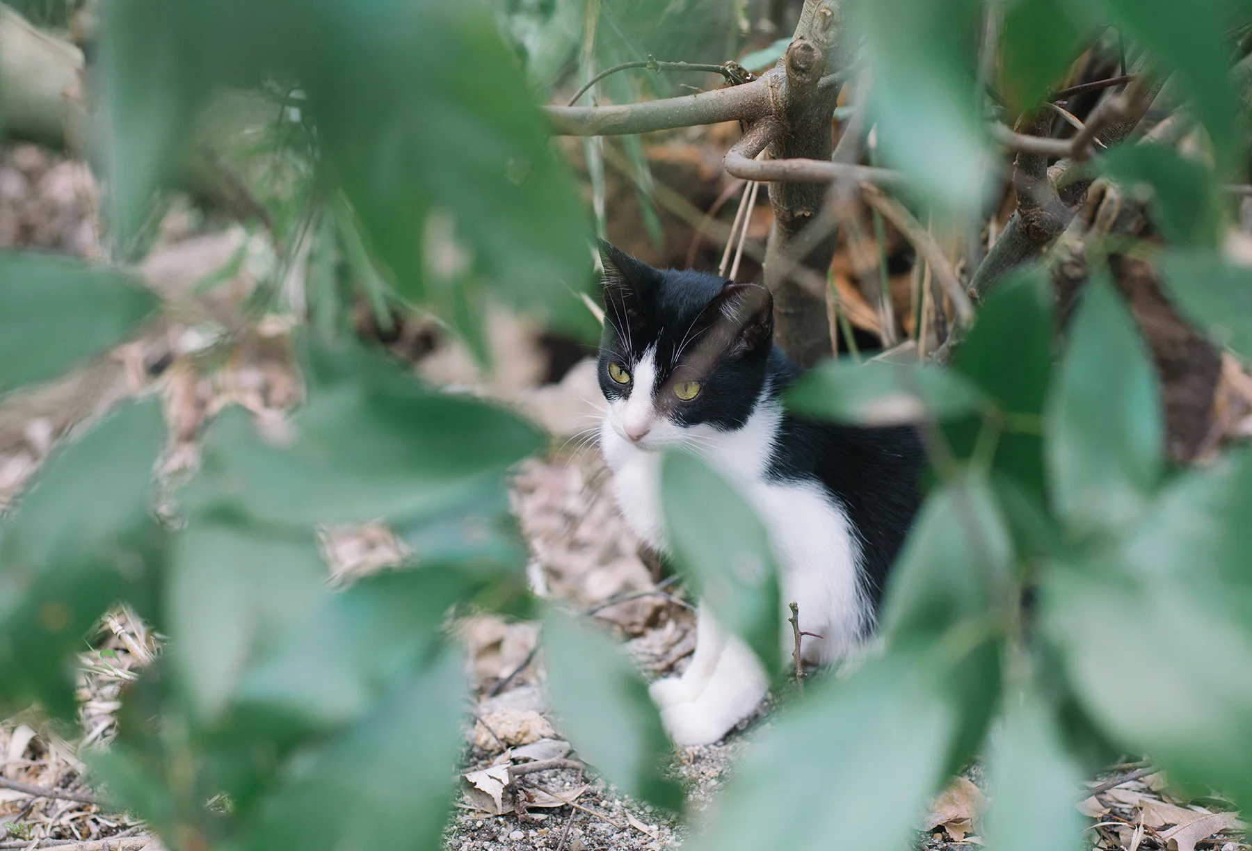 Saw some cats on our way down from the Fushimi Inari shrine