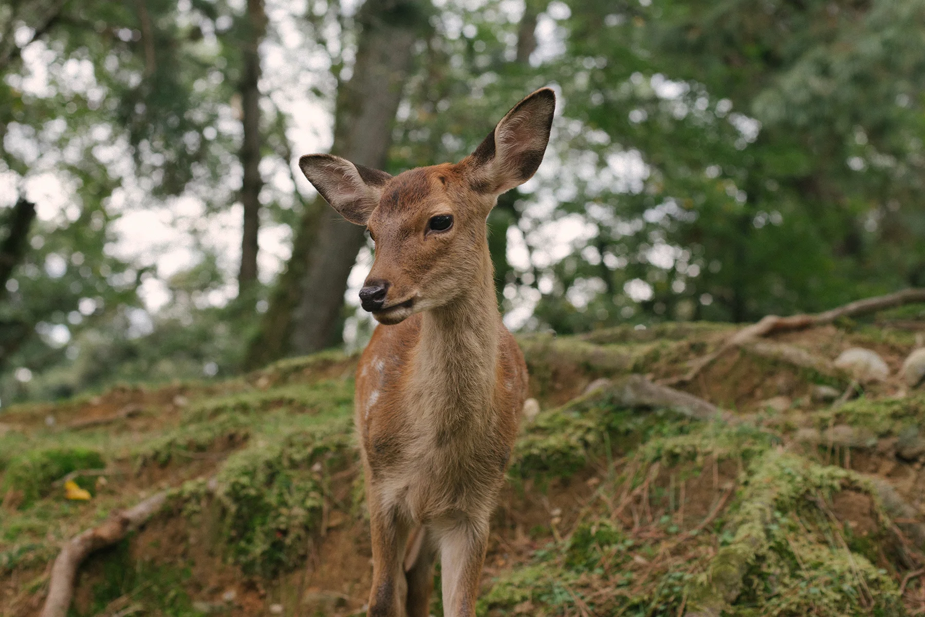 DSC_2437.jpg