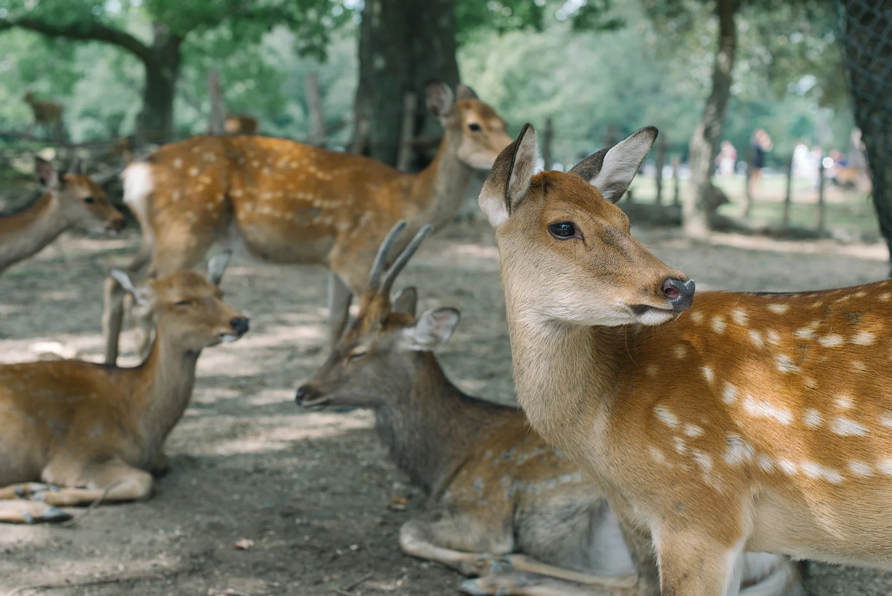 Fell in love with all the deer in Nara!
