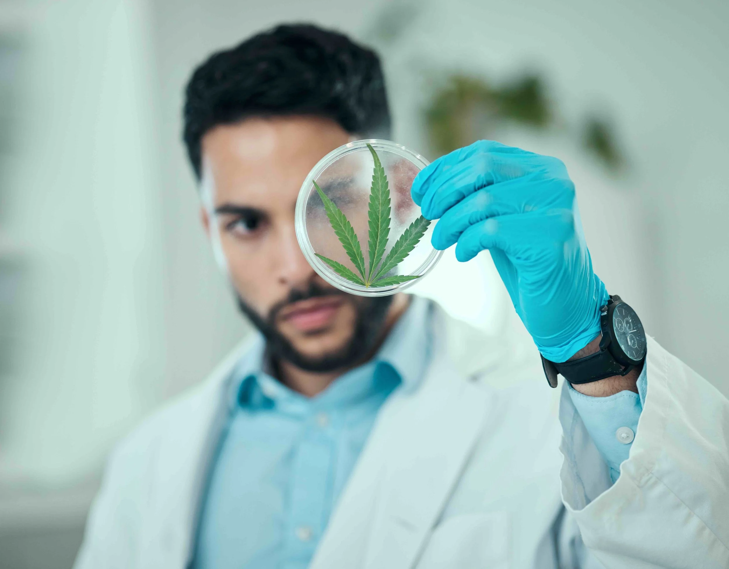 15 Best Career Paths in the Cannabis Industry