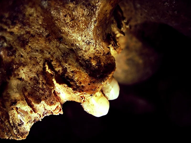 Skull detail. Catacombs, Paris.