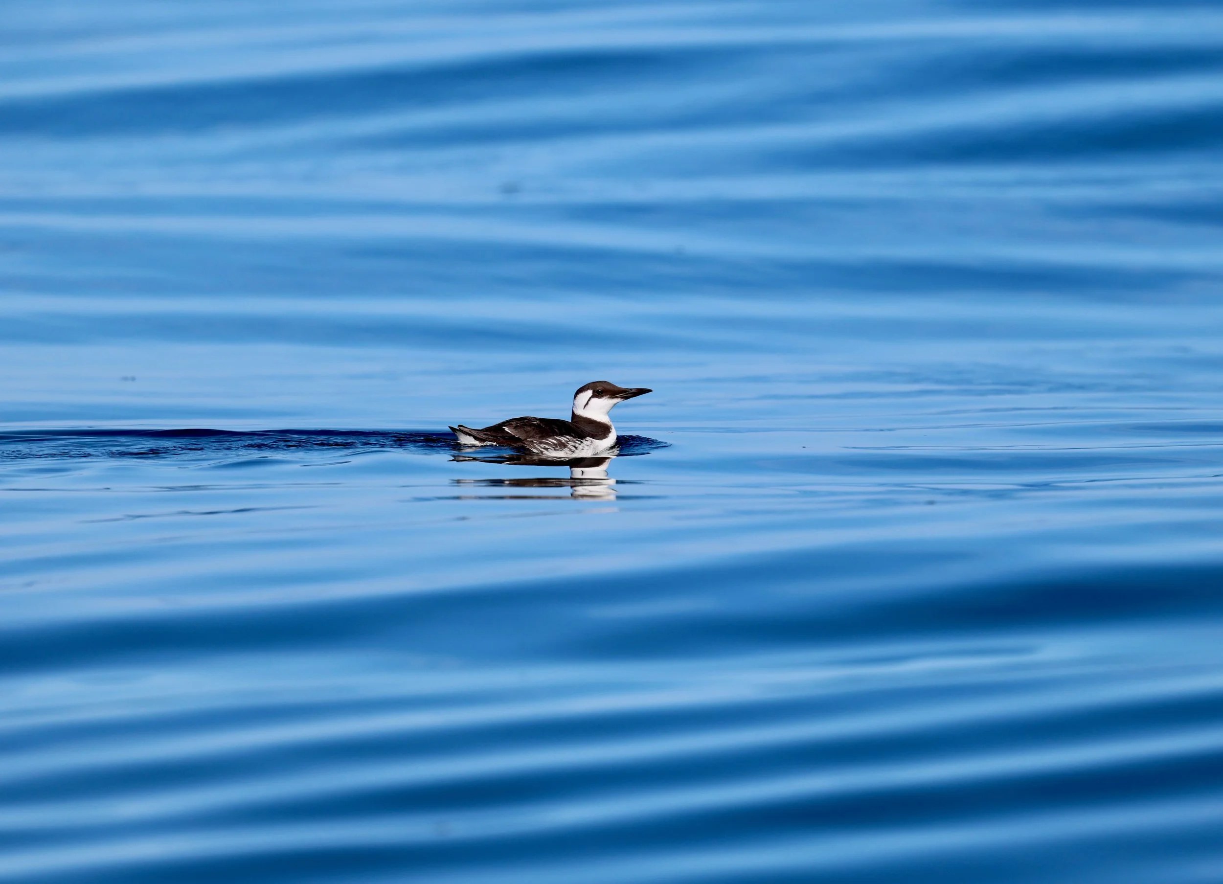 A lone duck swimming on calm, blue water with gentle ripples.