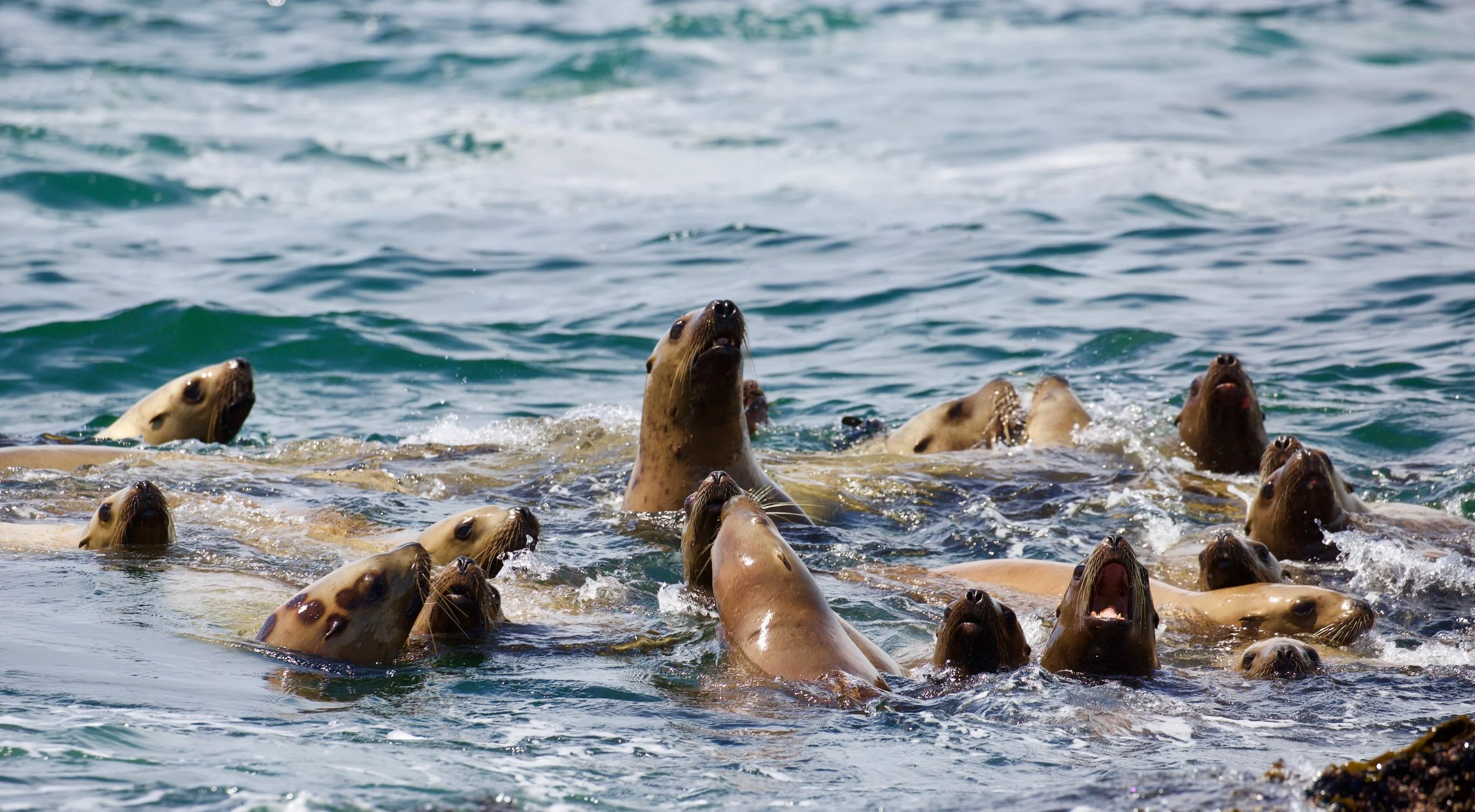 A group of sea lions in Tofino