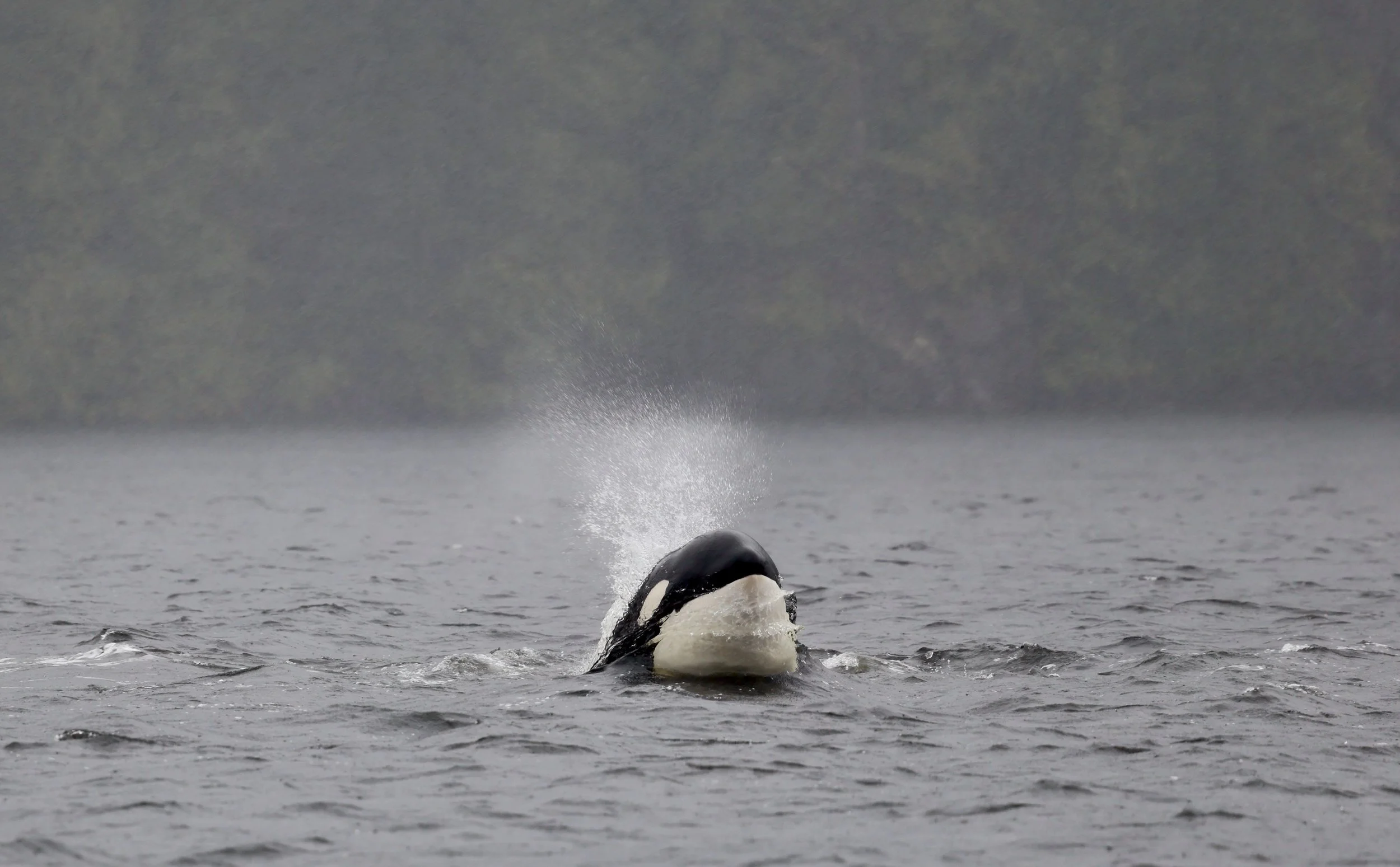 Killer Whale on a Tofino Whale Watching Tour in Clayoquot Sound