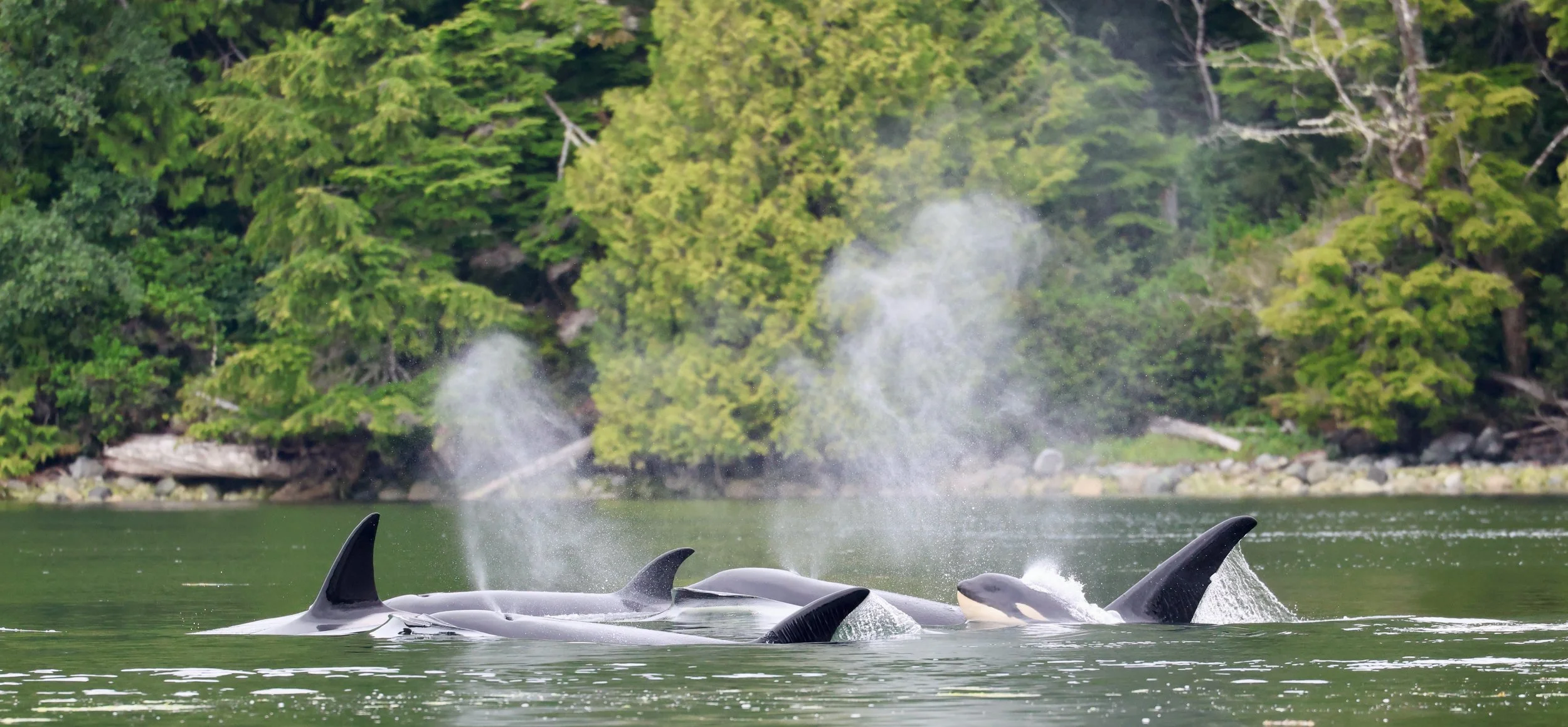Killer Whales near Tofino 