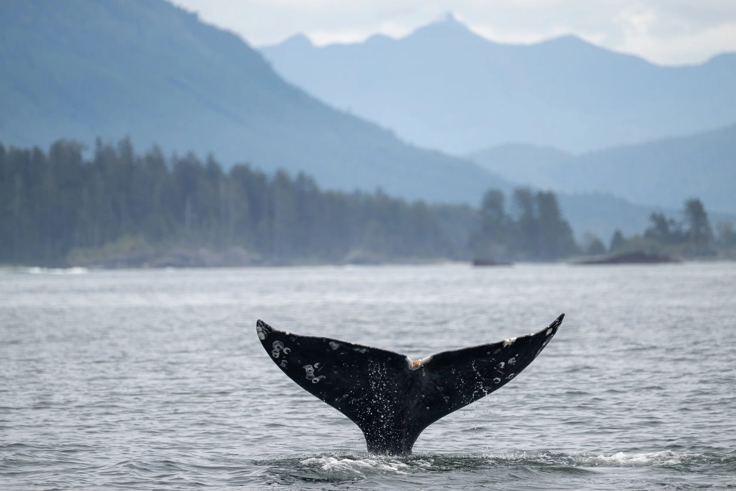 Tofino Whale Watching and  Wildlife Tours