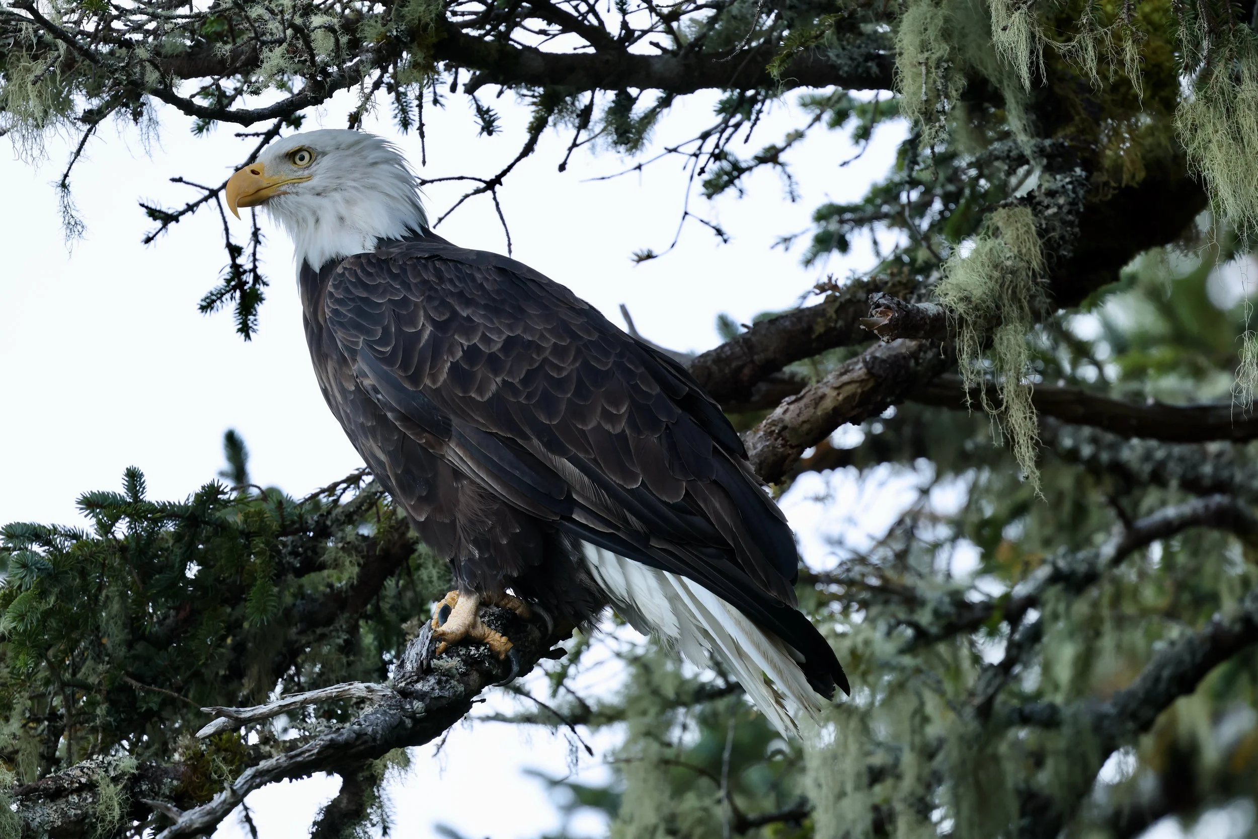 A majestic bald eagle with a white head and tail, dark brown body, sitting on a tree branch surrounded by green foliage and hanging moss.