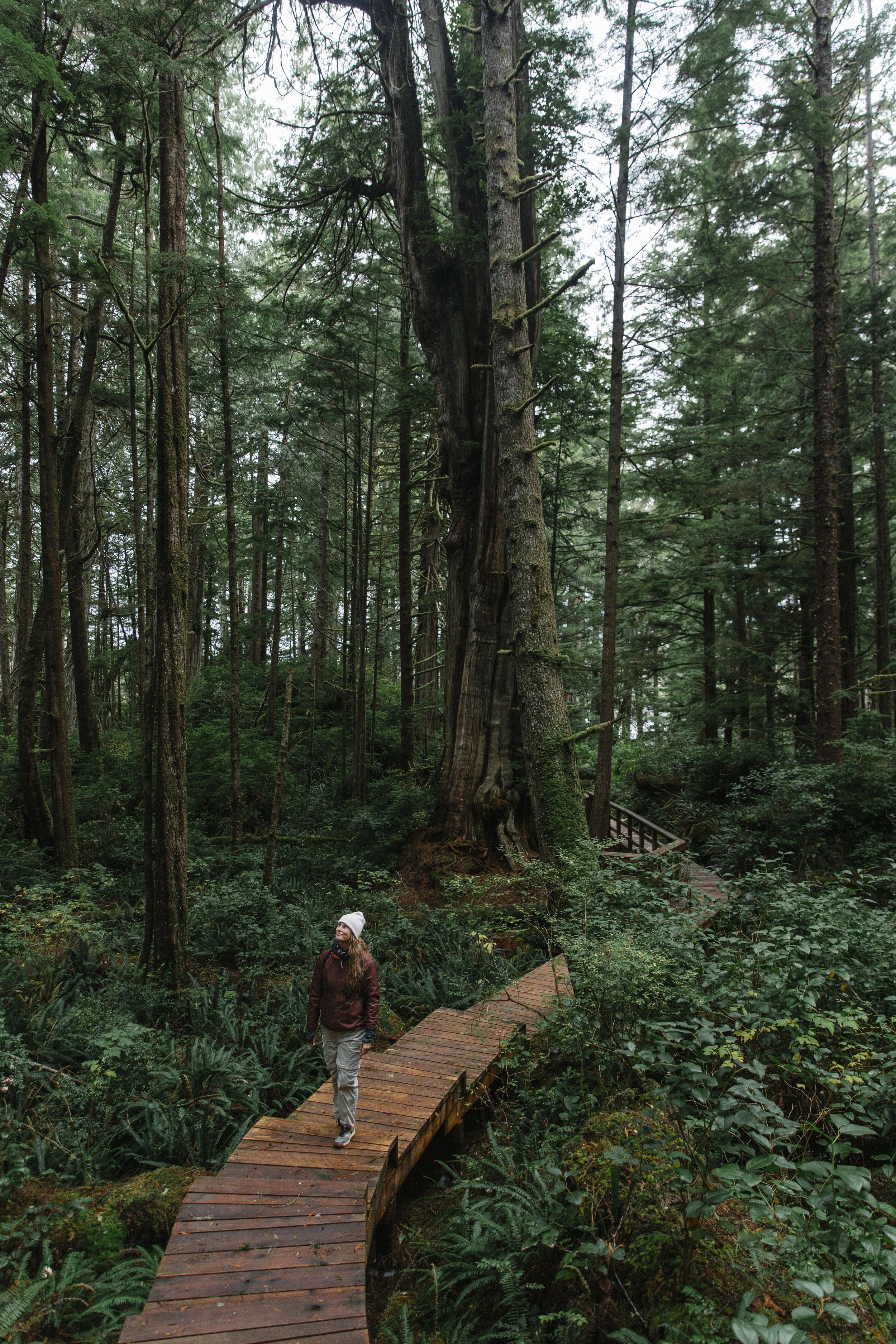 A person walking on a wooden boardwalk in a lush, green forest with tall trees.