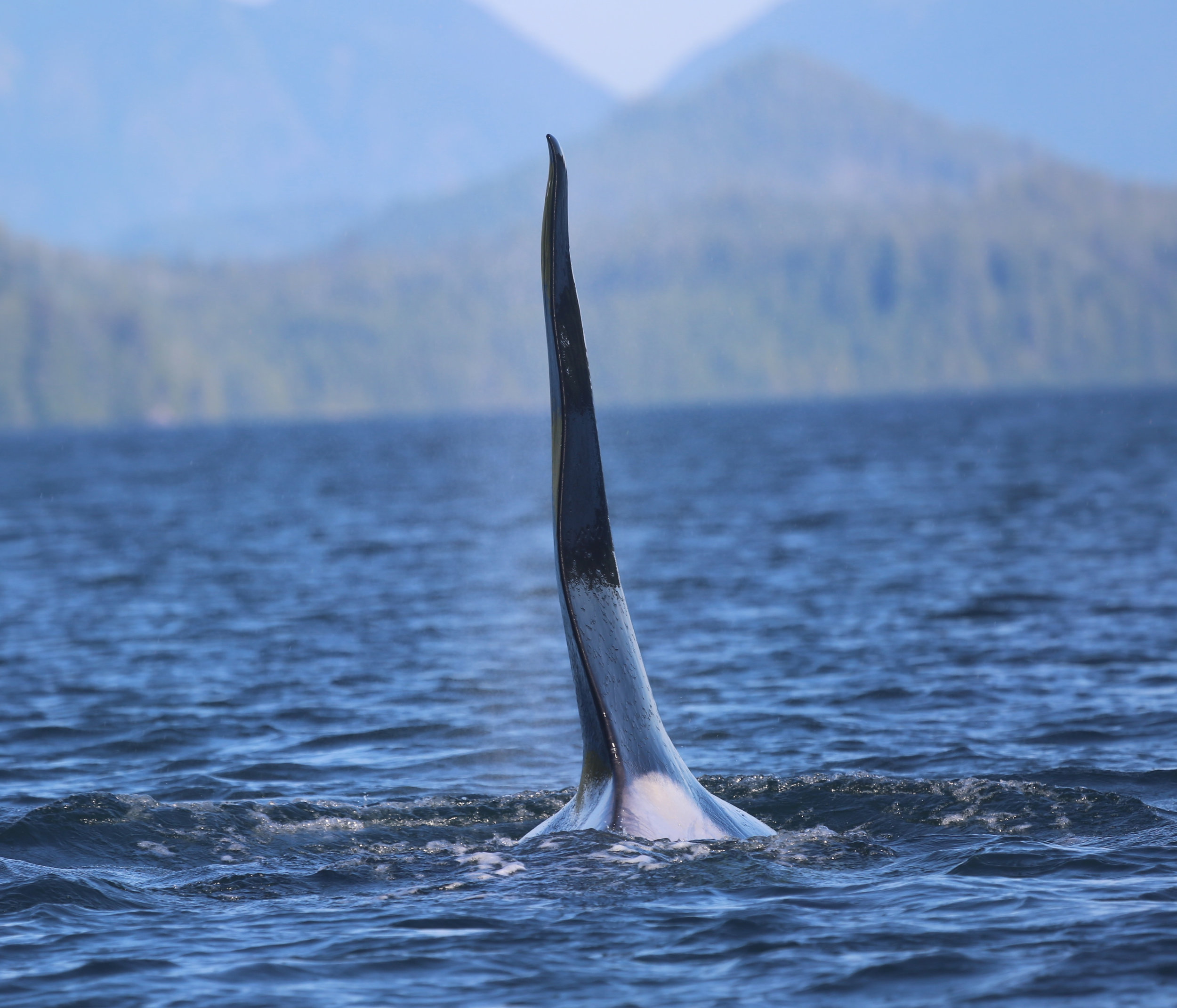 Tofino Whale Watching 