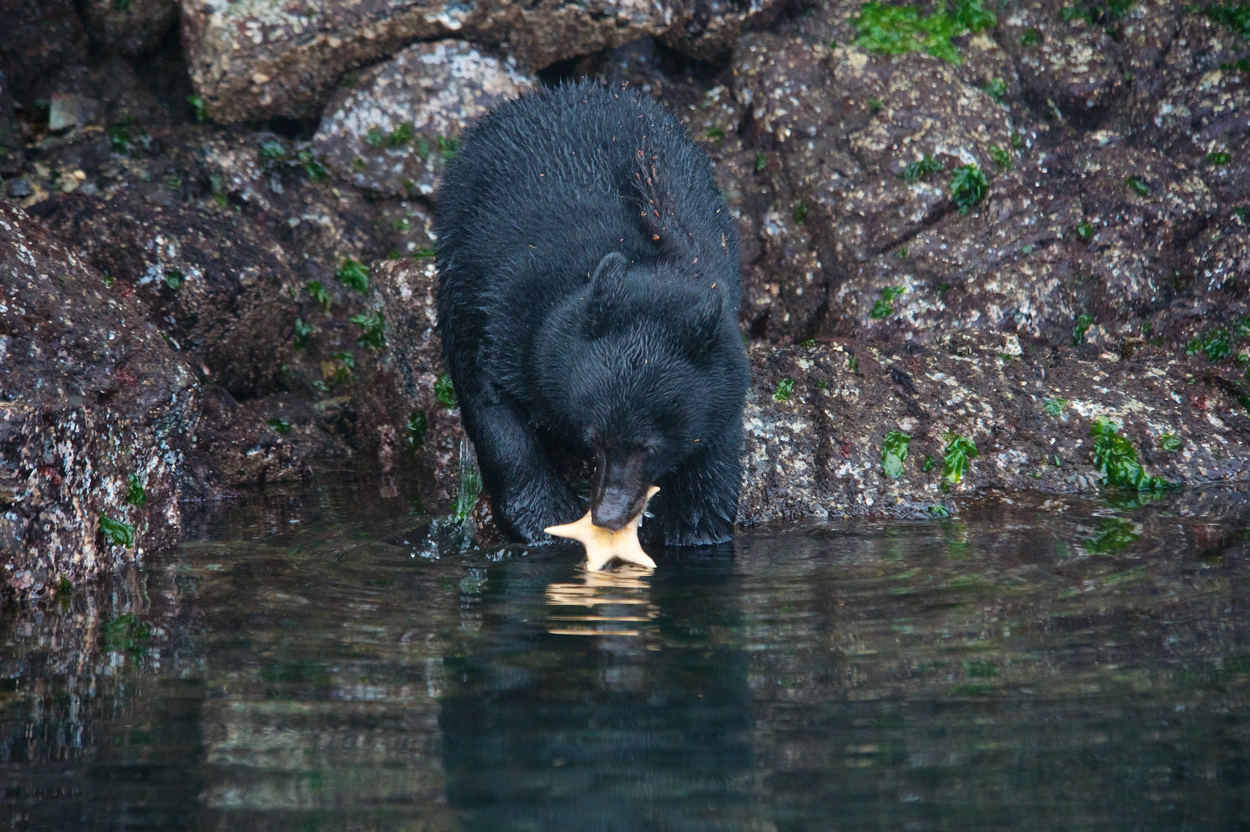 Tofino Bear Watching Tour 