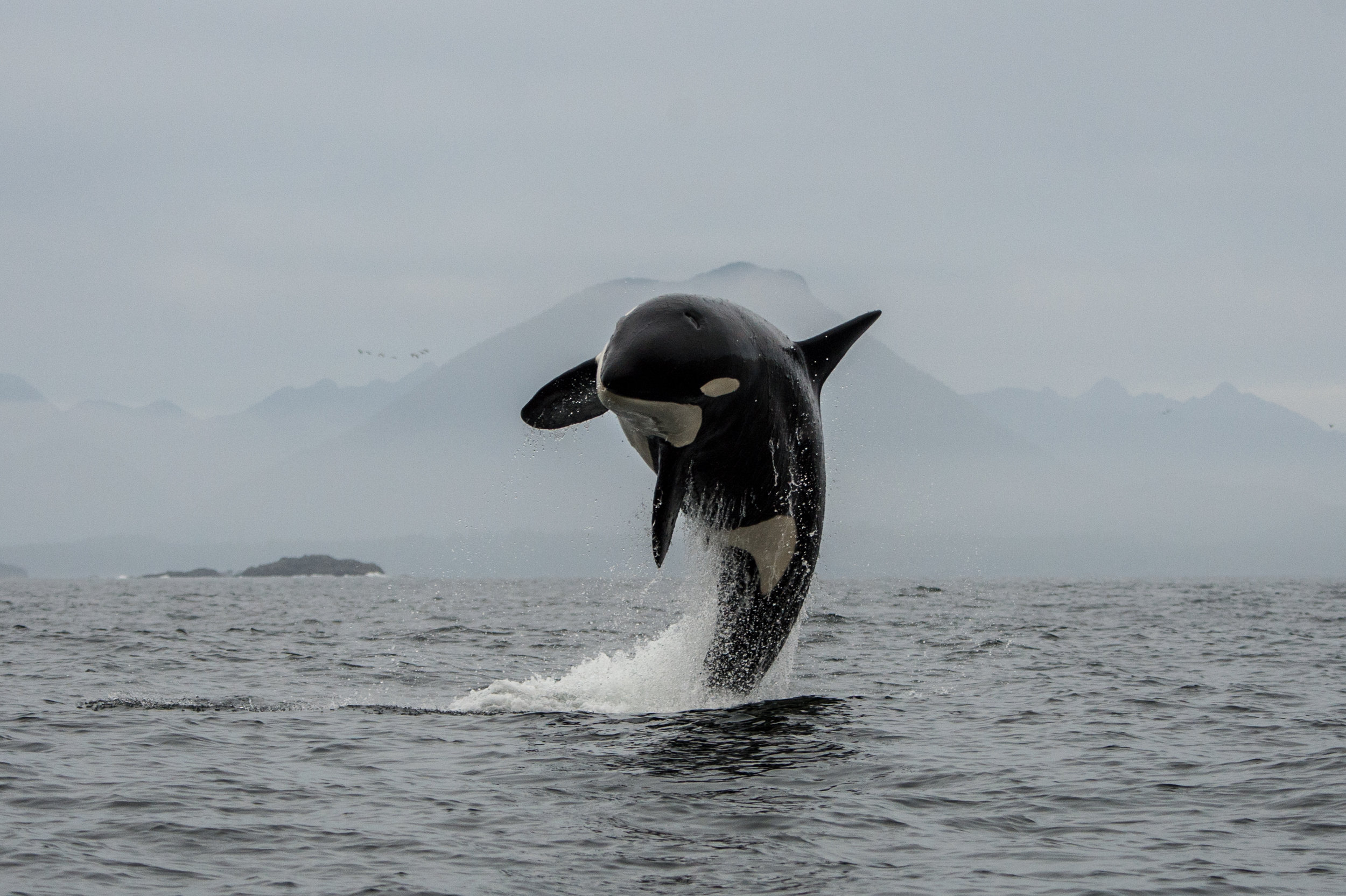 Tofino Whale Watching Tour 