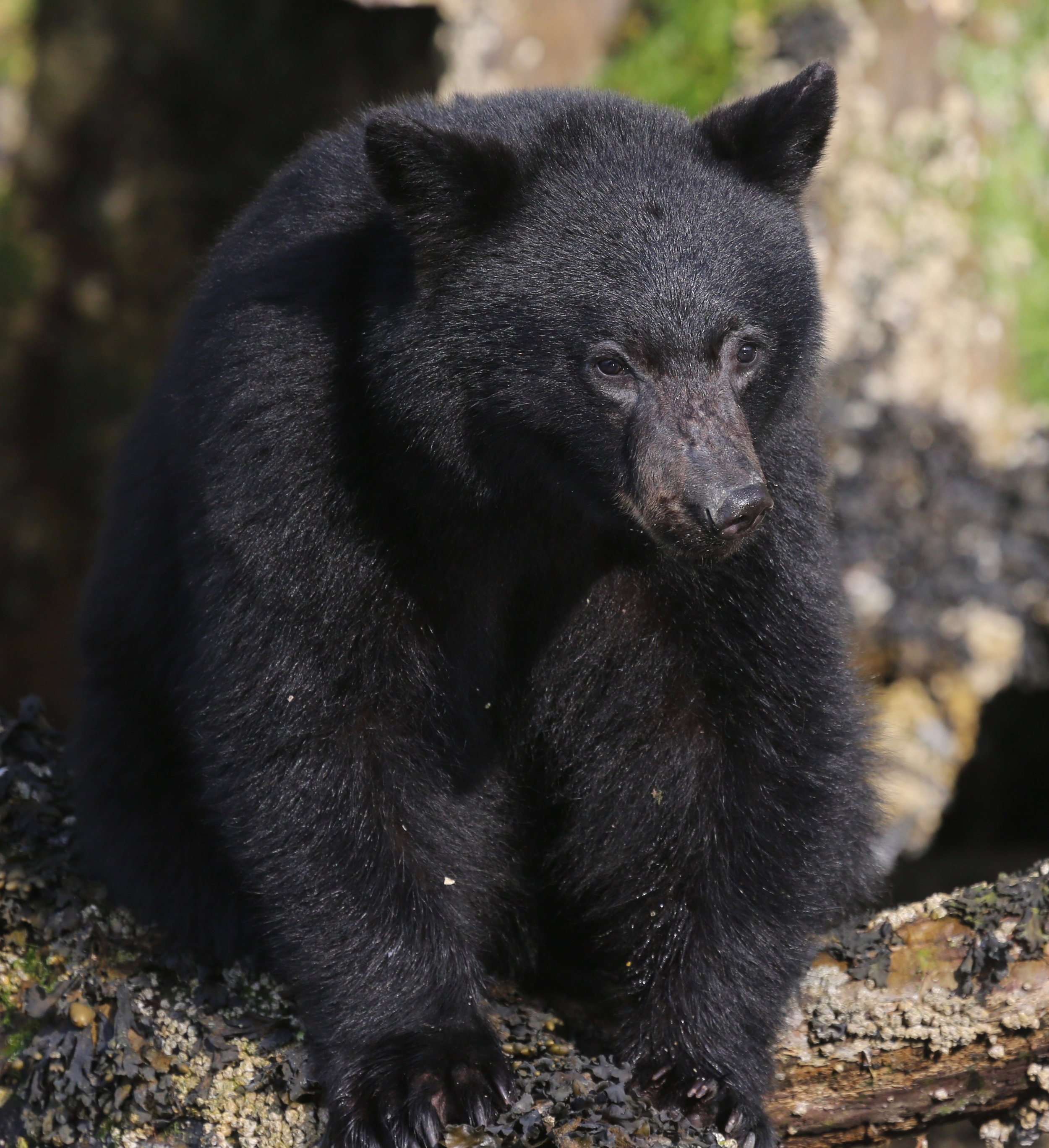 Tofino Bear Watching Tour