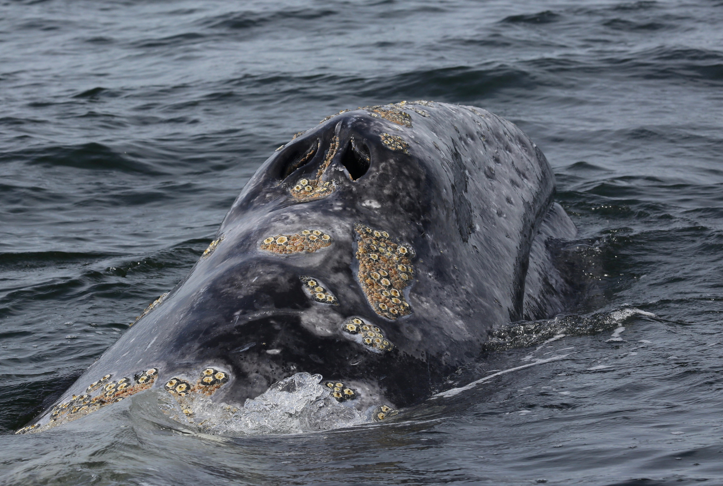 Tofino Whale Watching 