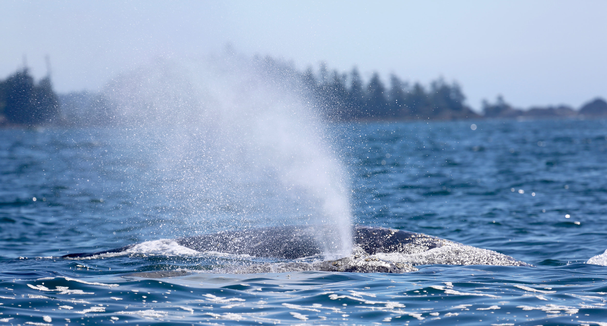 Tofino Whale Watching 