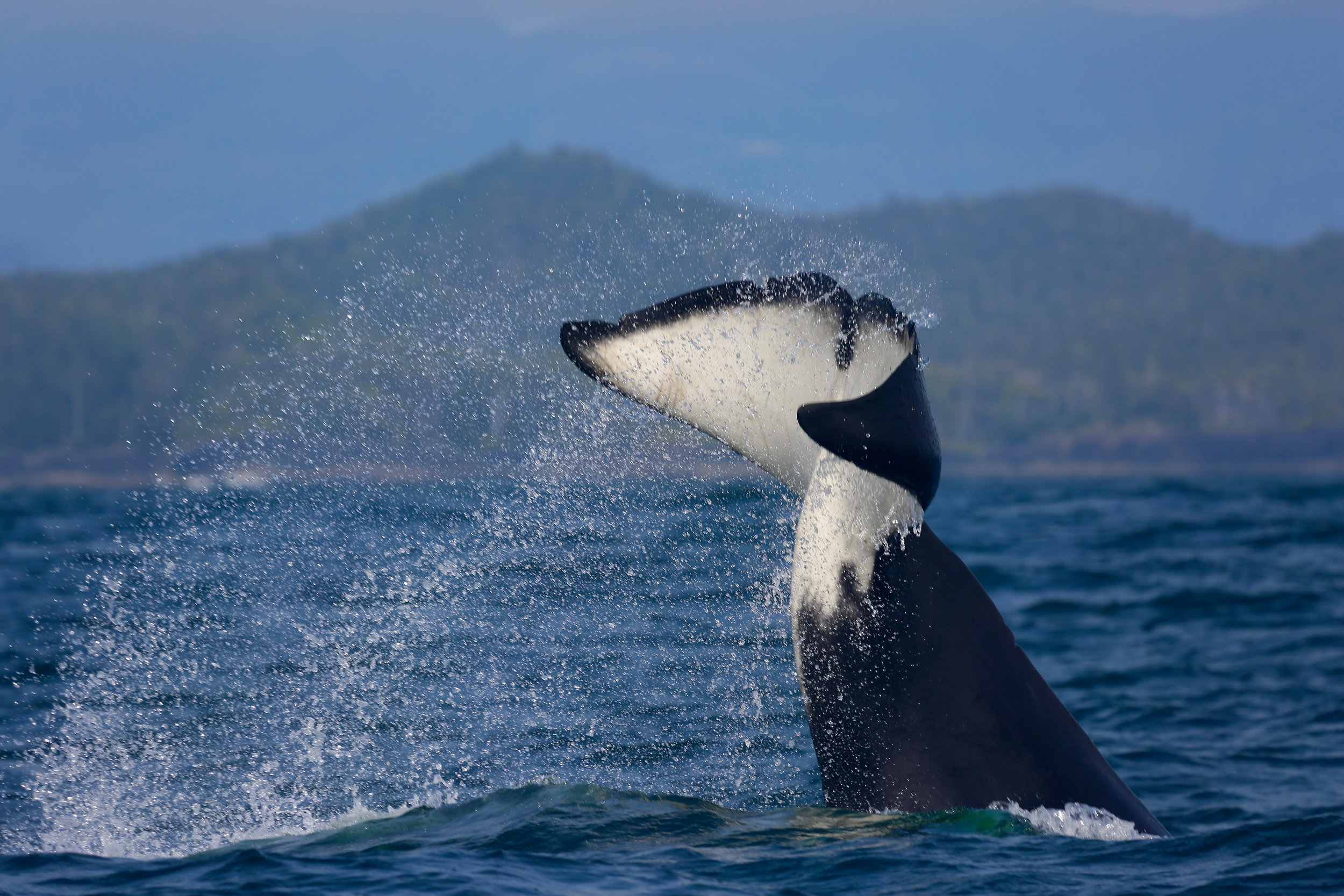 Tofino Whale Watching 