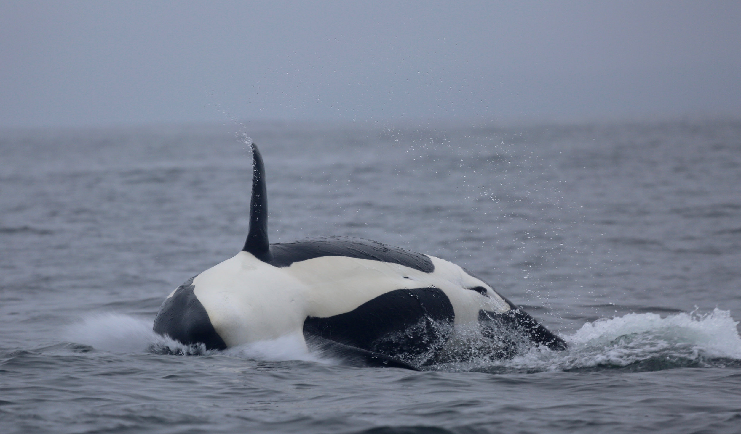 Tofino Whale Watching 