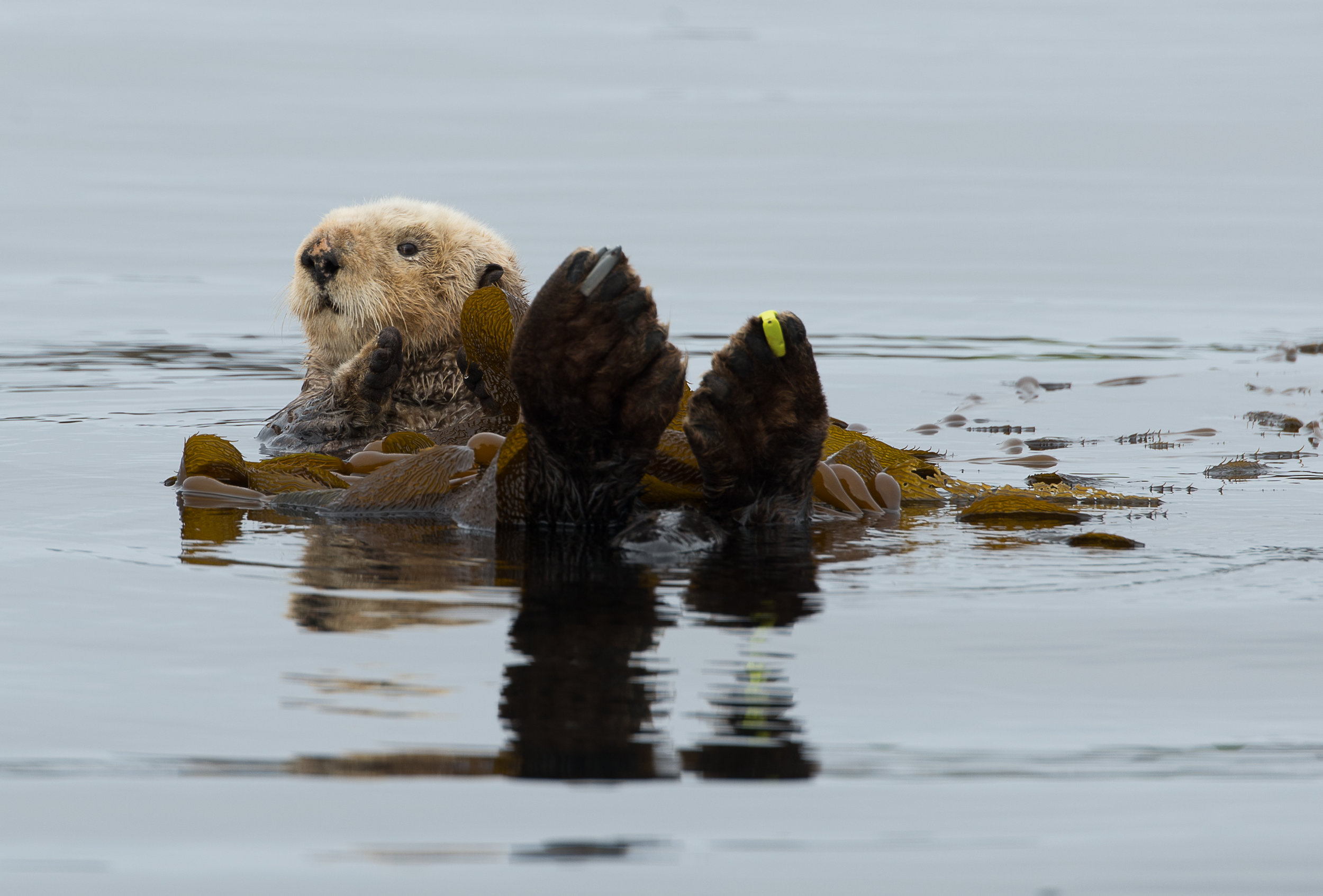 Tofino Sea Otter 