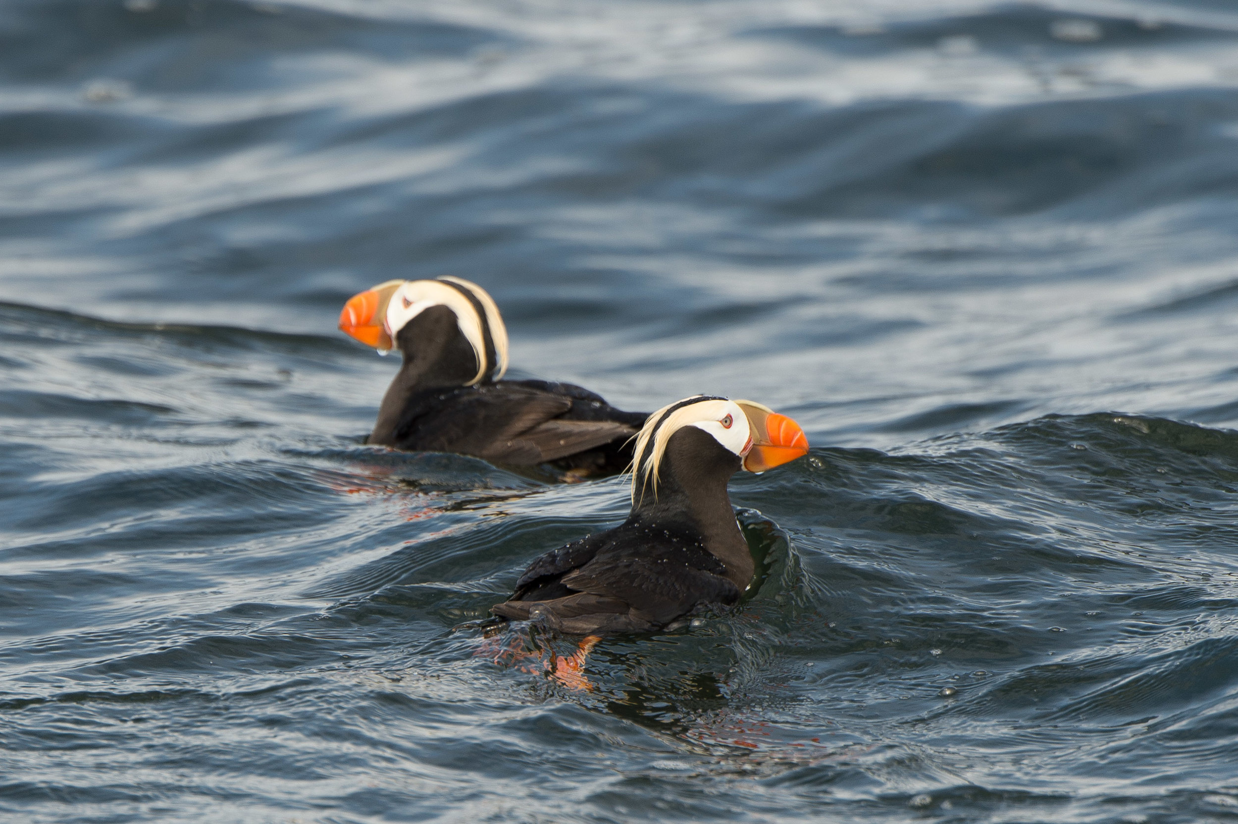 Tofino Bird Watching Tour