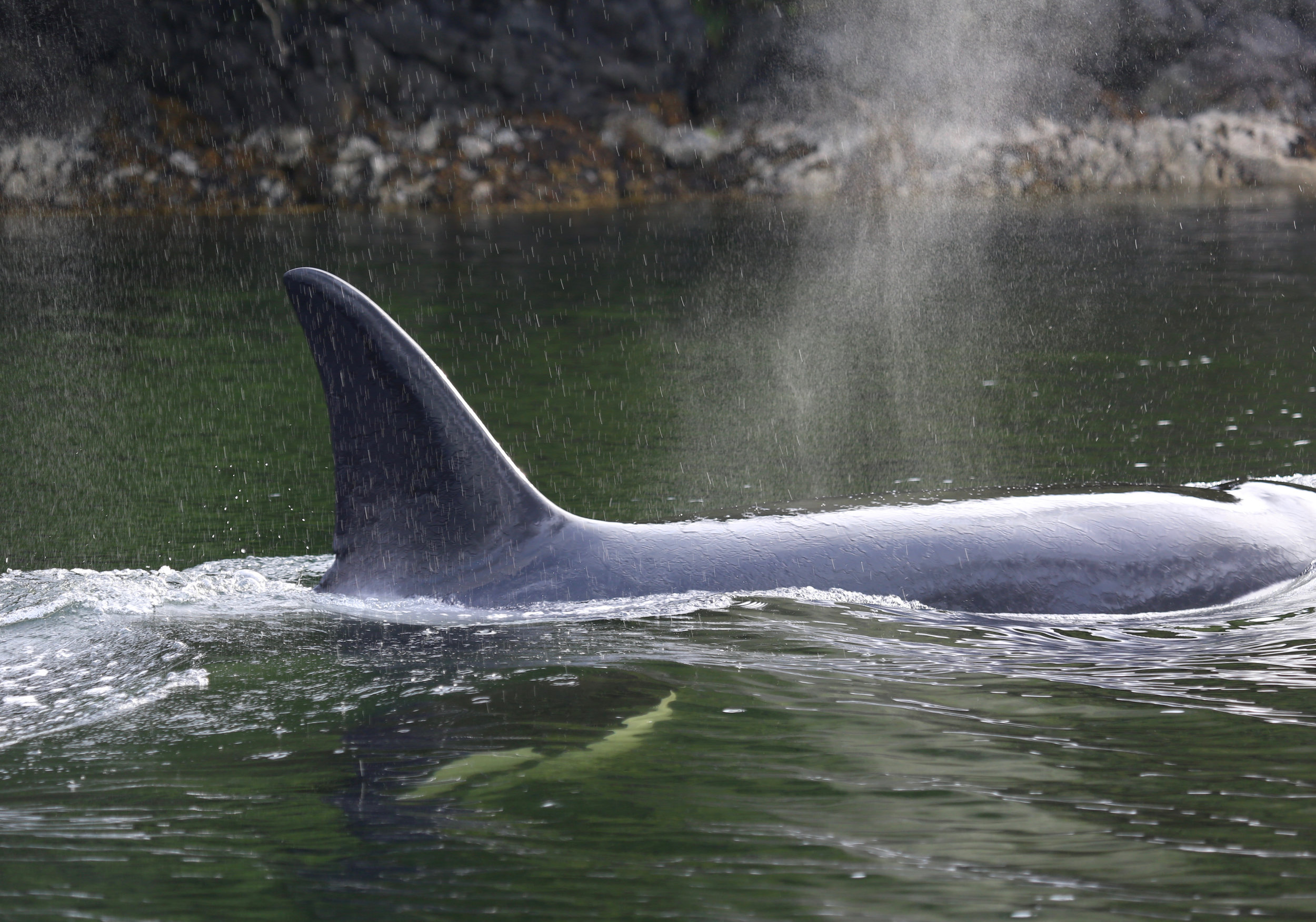 Tofino Killer Whales