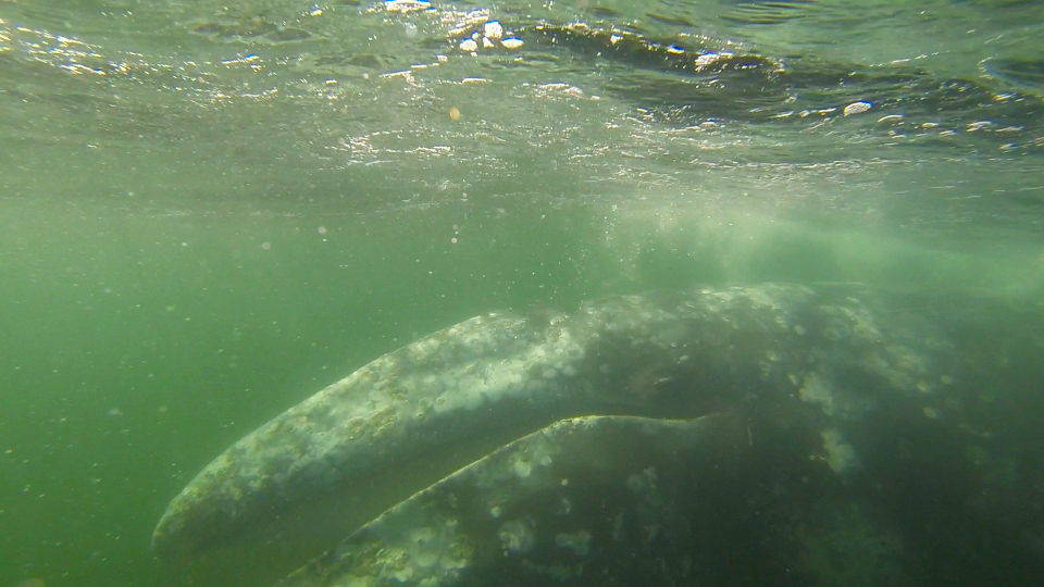 Tofino Whale Watching Tour 