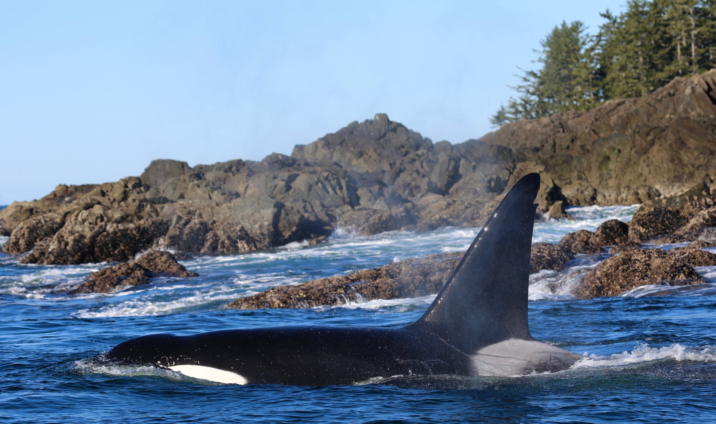 TOFINO WHALE WATCHING .jpg