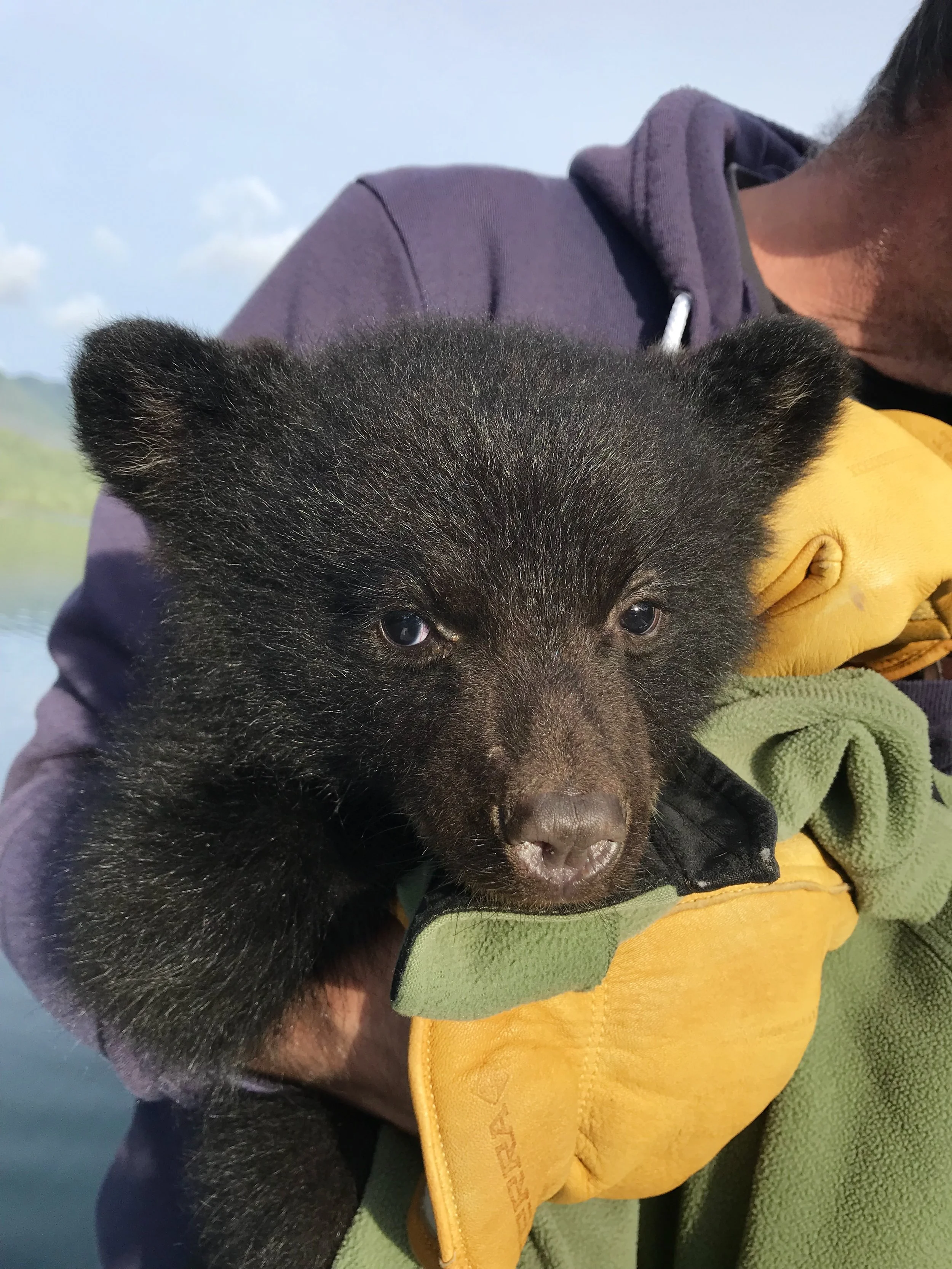Bear Cub Rescue near Tofino 