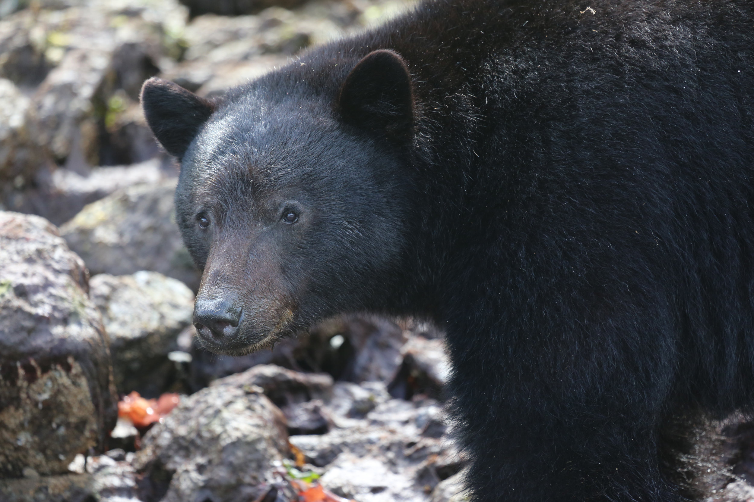 Tofino Bear Watching Tour