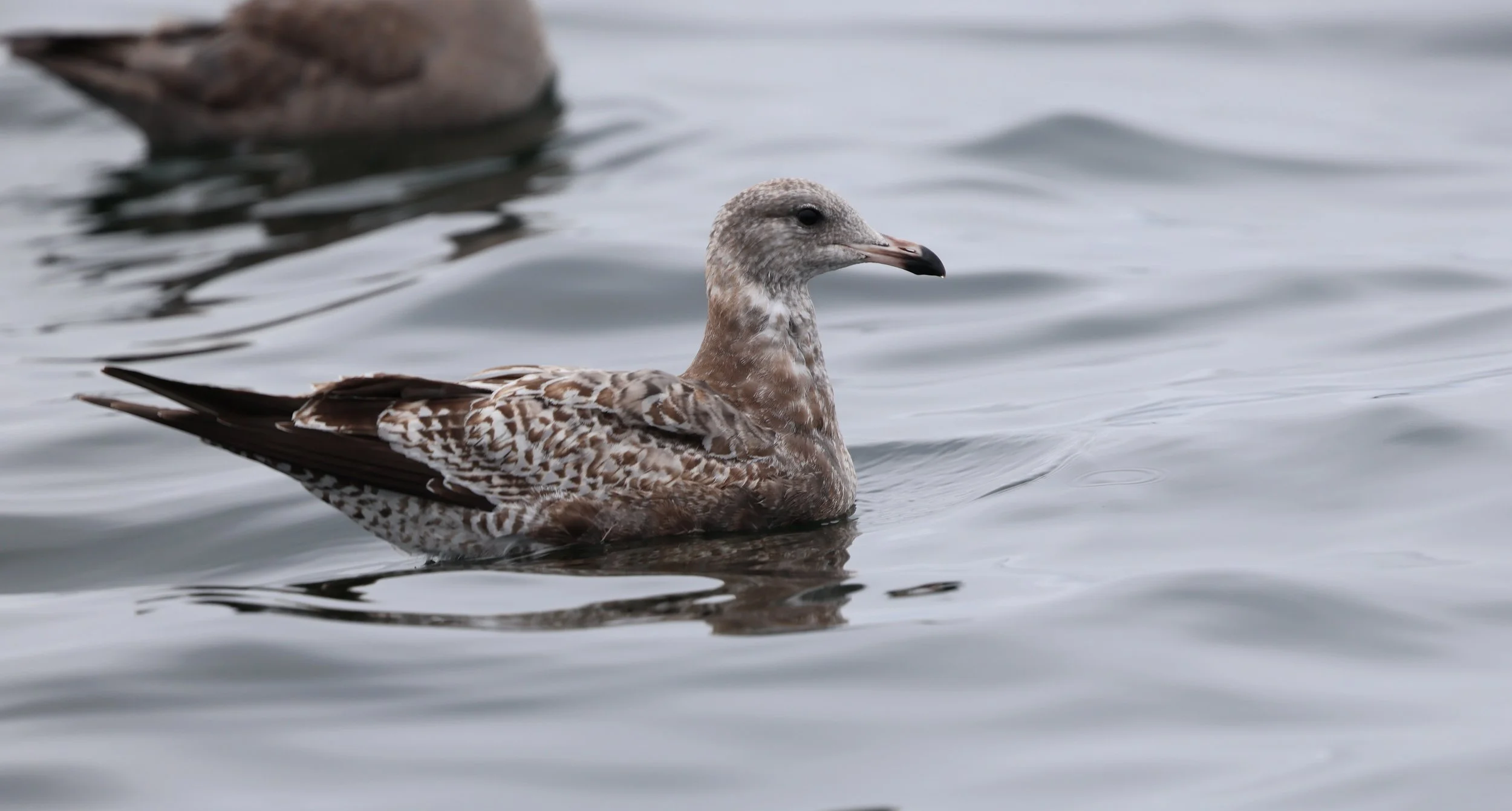 A brown-speckled seabird floating on calm water with another bird partially visible in the background.