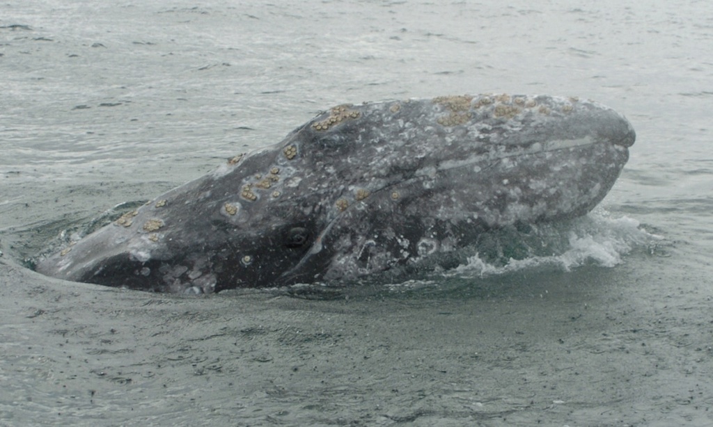 Grey Whale, Tofino Whale Watching Tour, Photo: John Forde