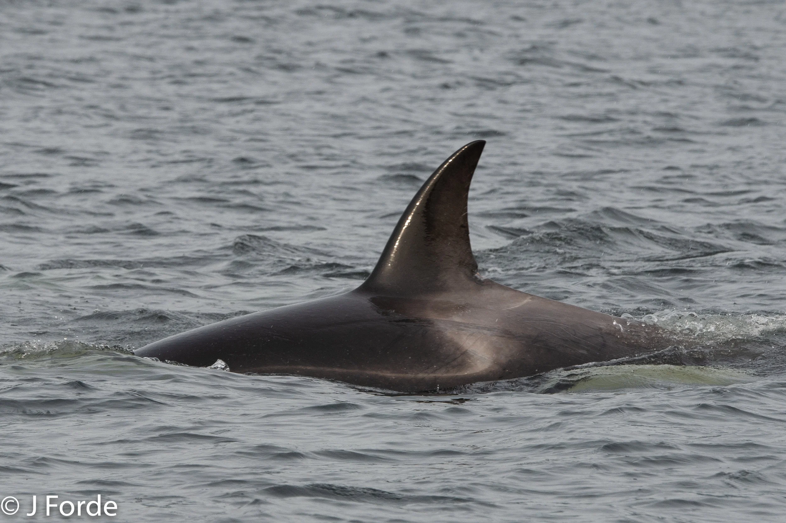 Killer Whales, Tofino