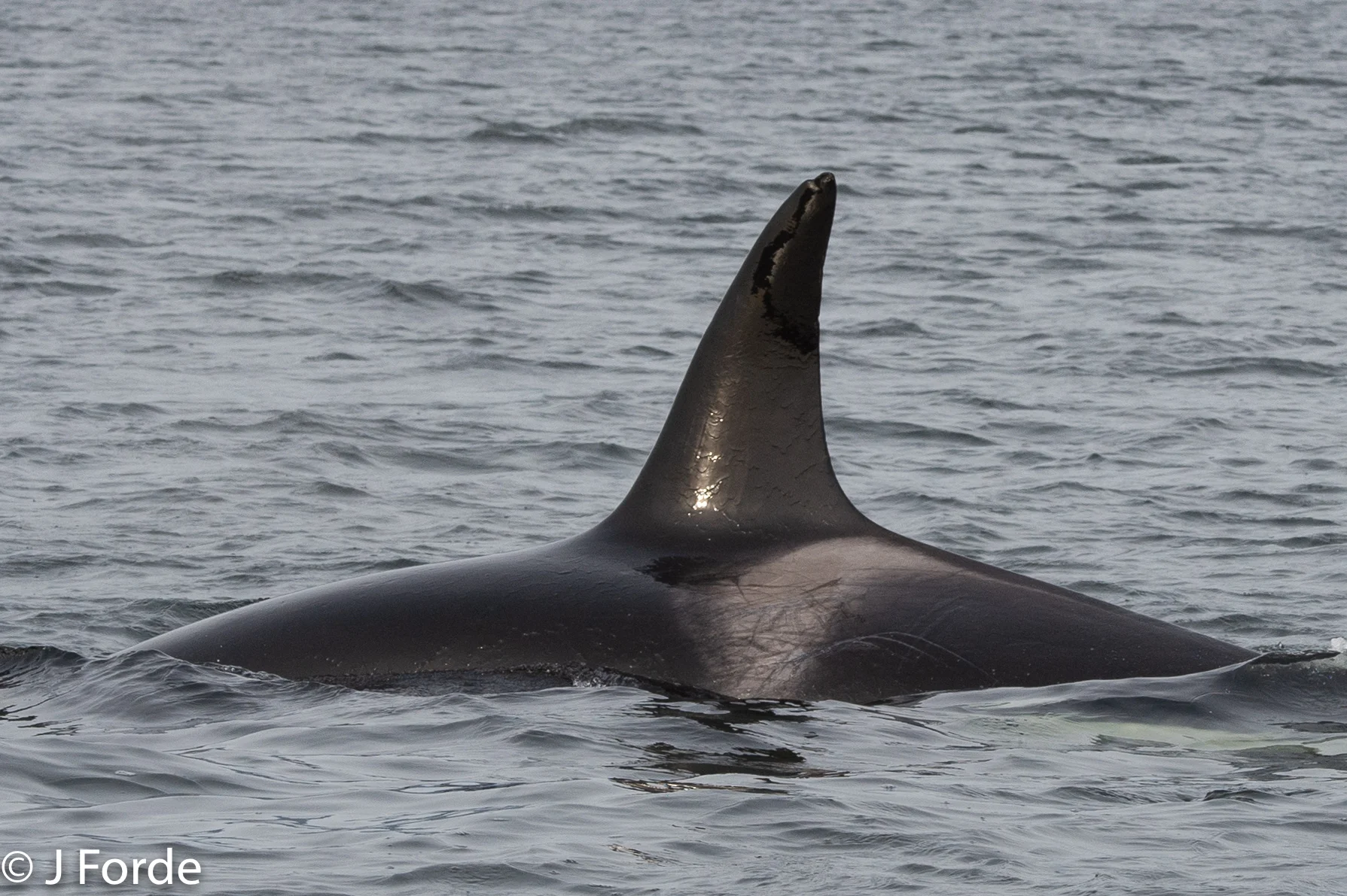T050, Tofino
