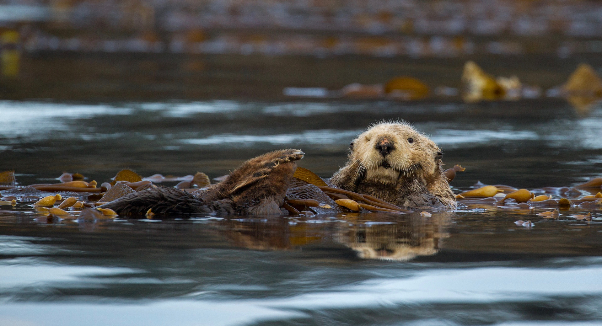 Sea Otter Tofino.jpg