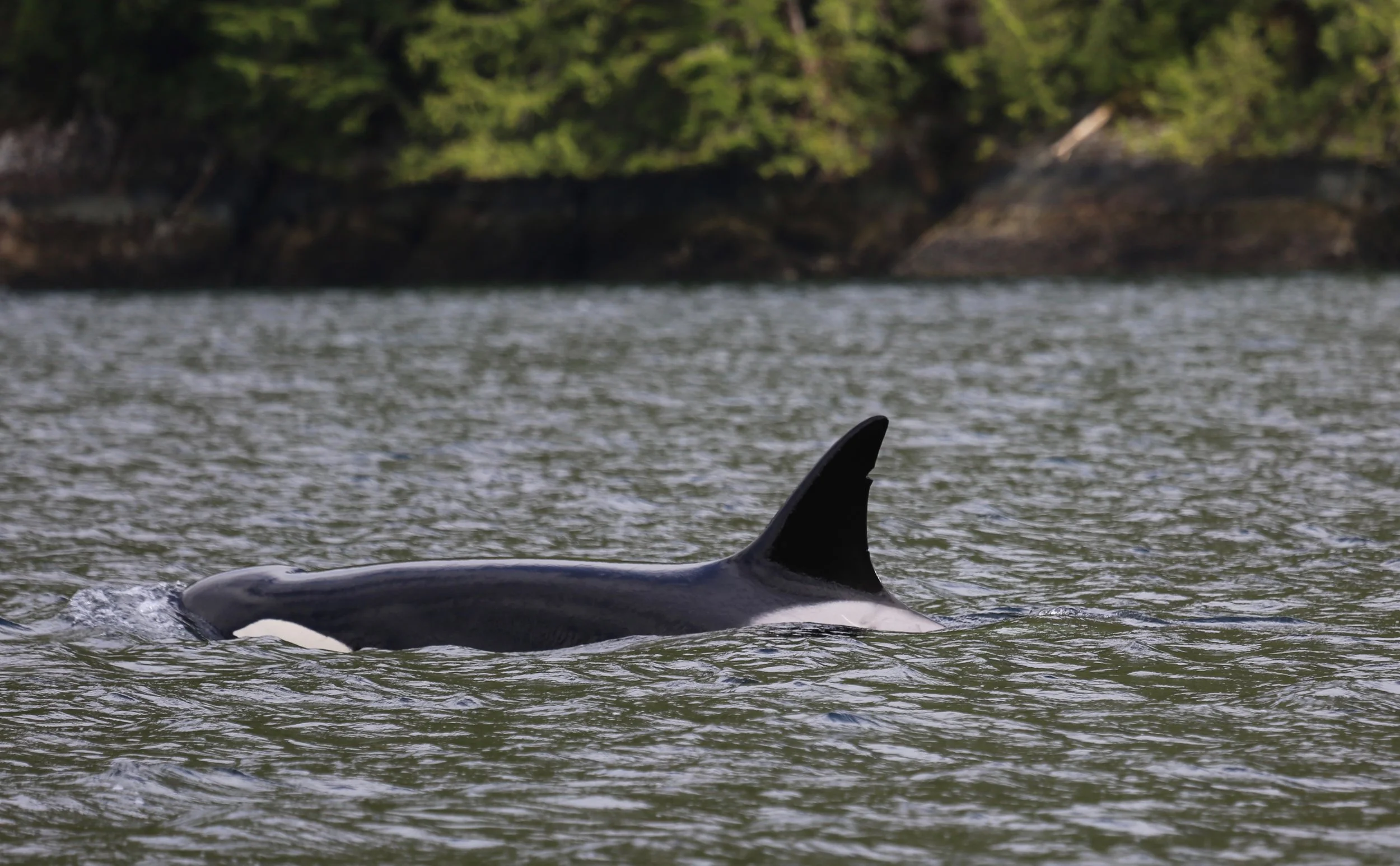 T023, aka Janice, Tofino, BC