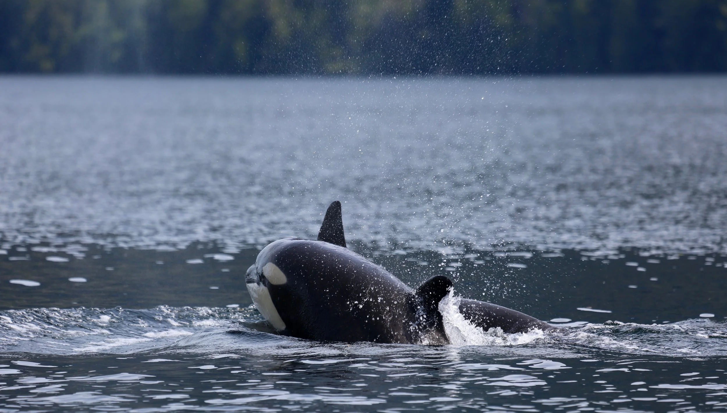 T023C’s new calf