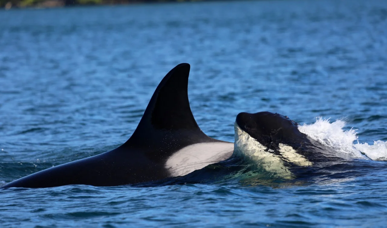 T023C and new calf, Tofino photo: Jennifer Steven