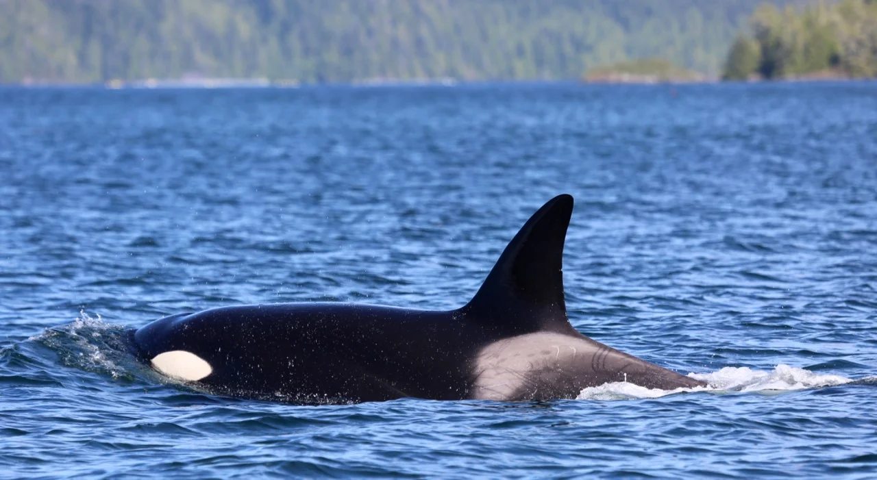 T023C3, Tofino, photo: Jennifer Steven
