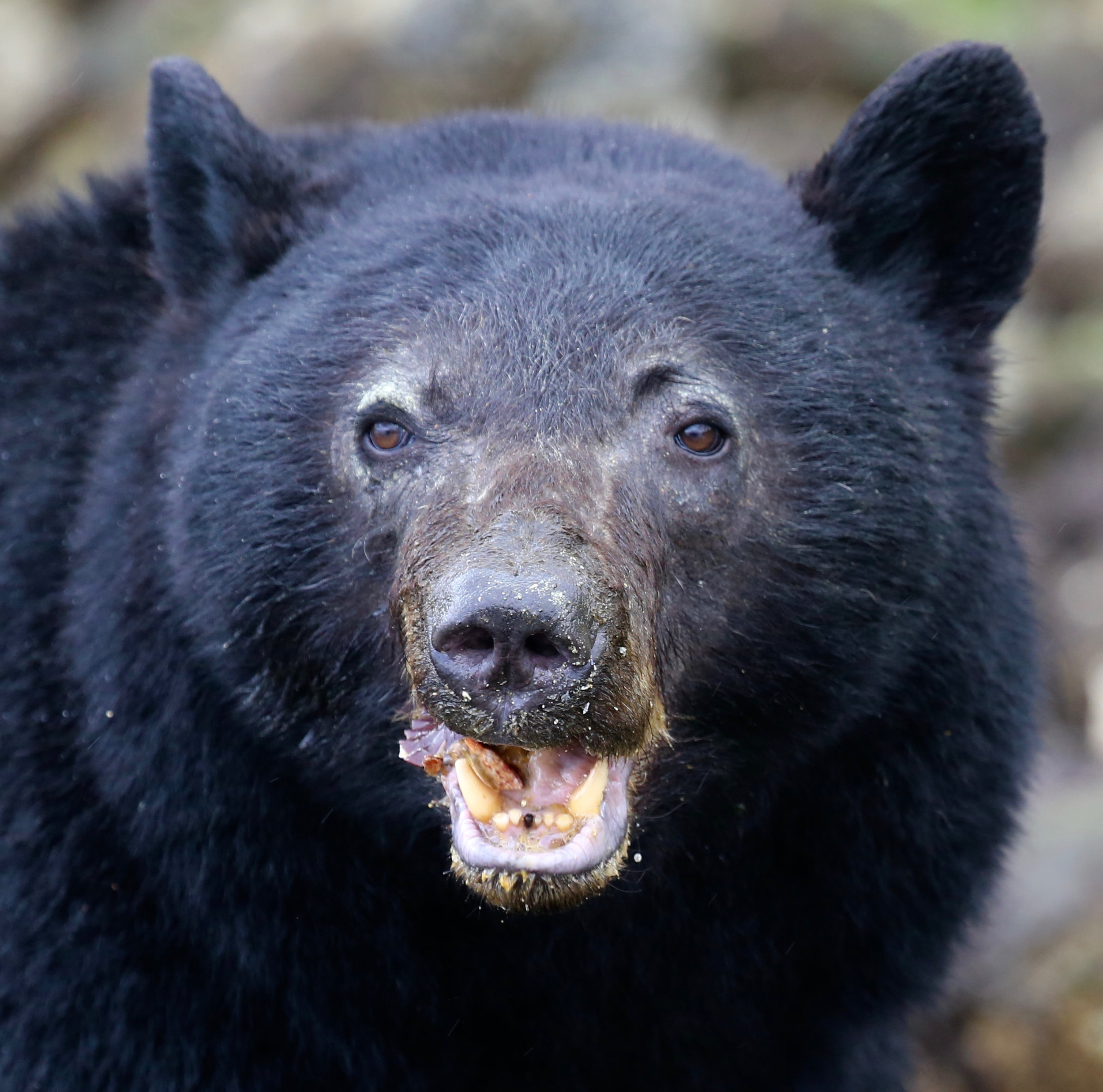 Tofino Bear Watching Tour jpg.jpg