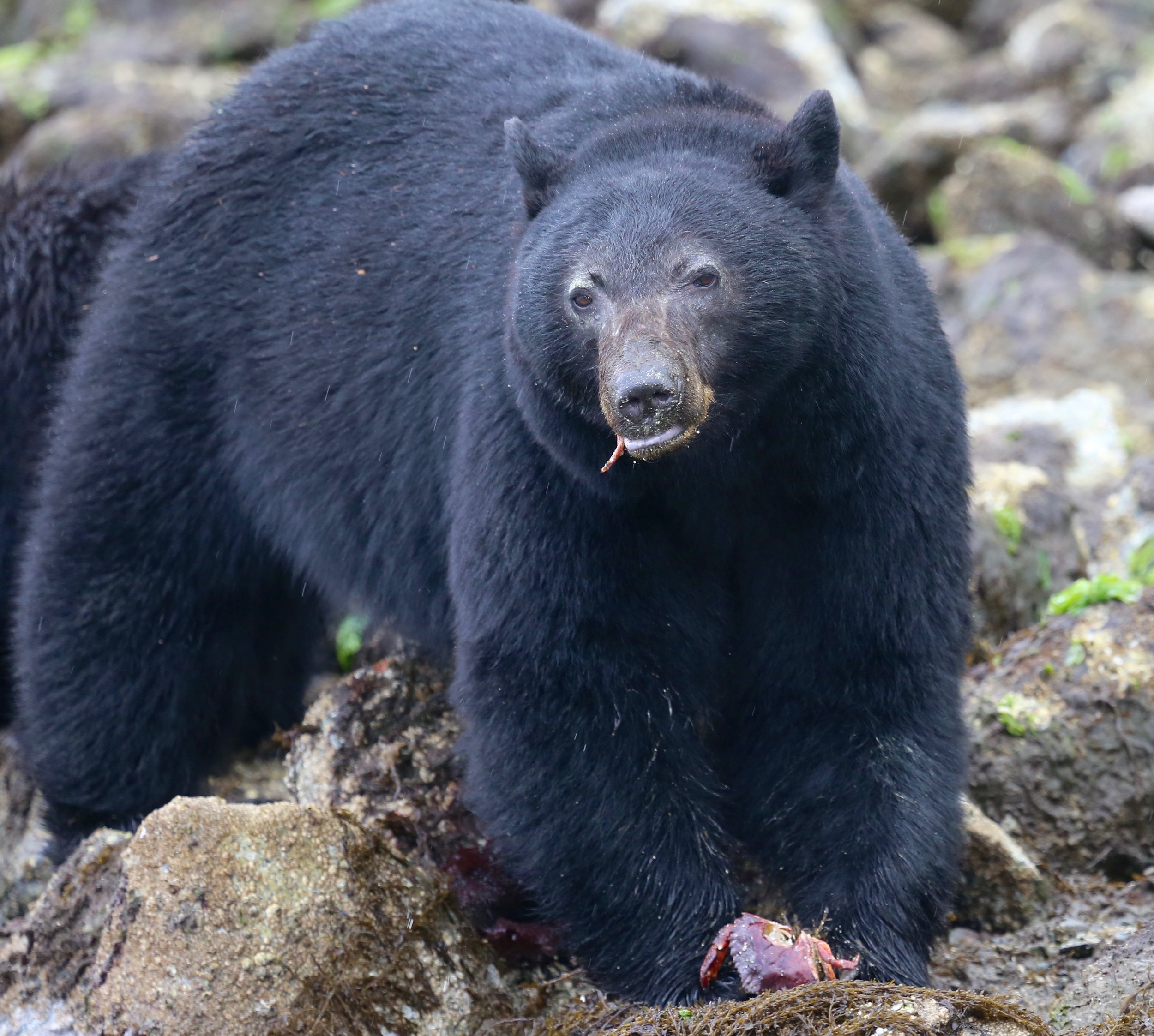 Tofino Bear Watching Tour