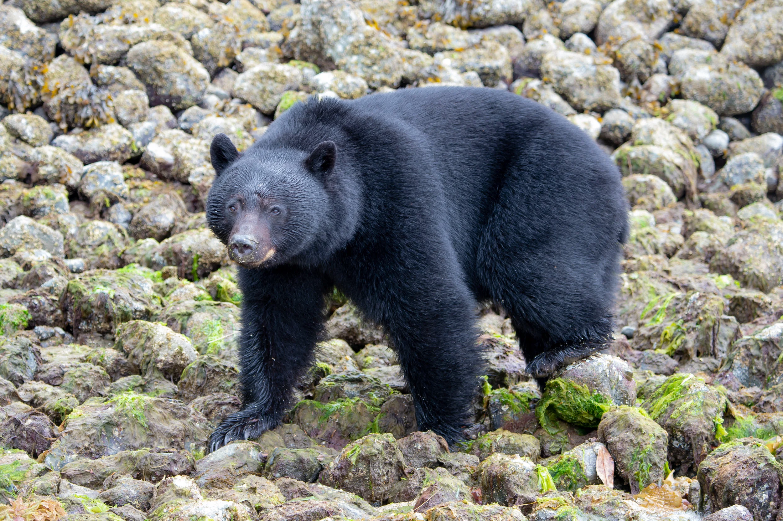 Bear Watching Tour in Tofino