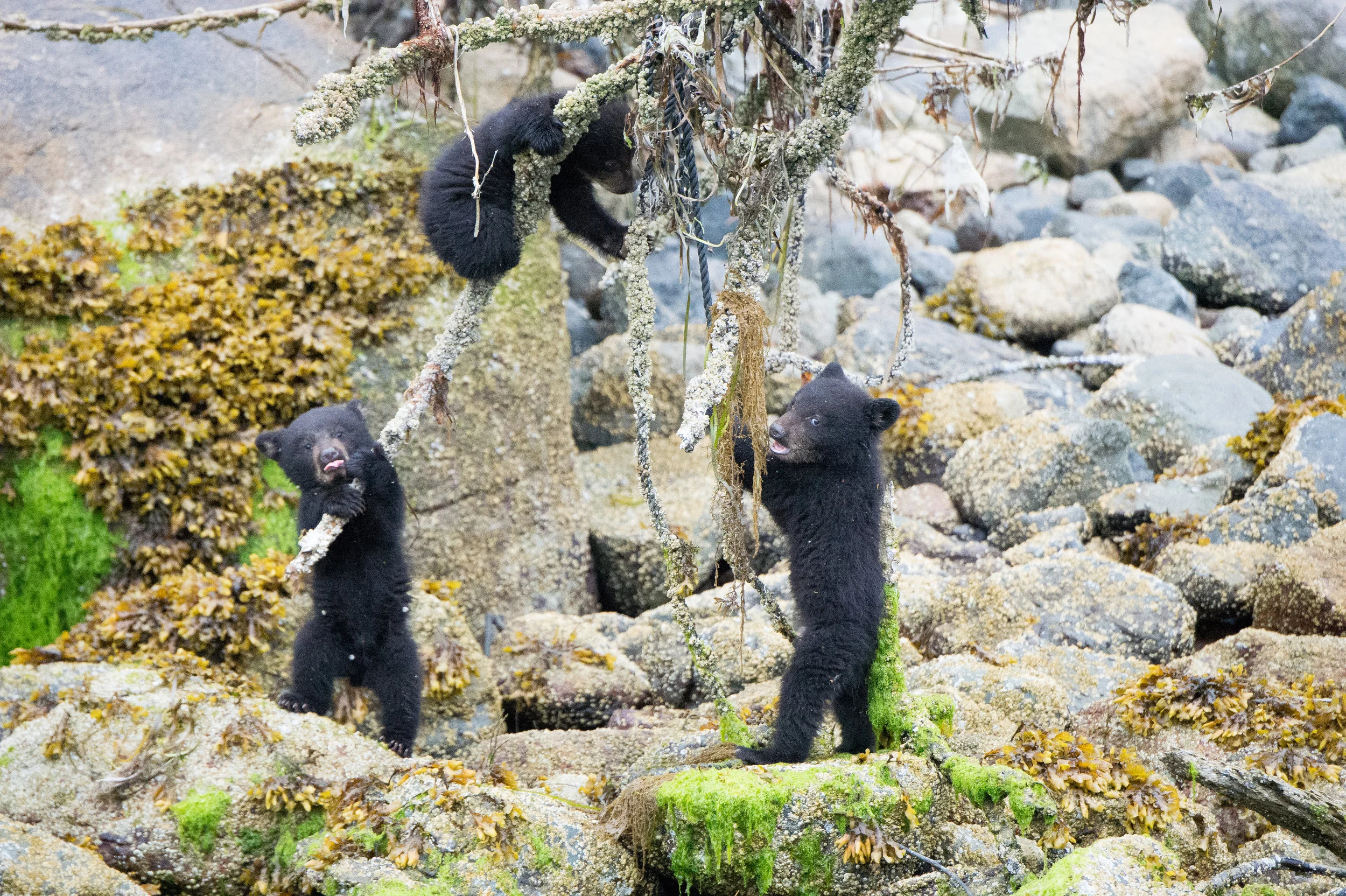 Tofino Bear Watching Tour