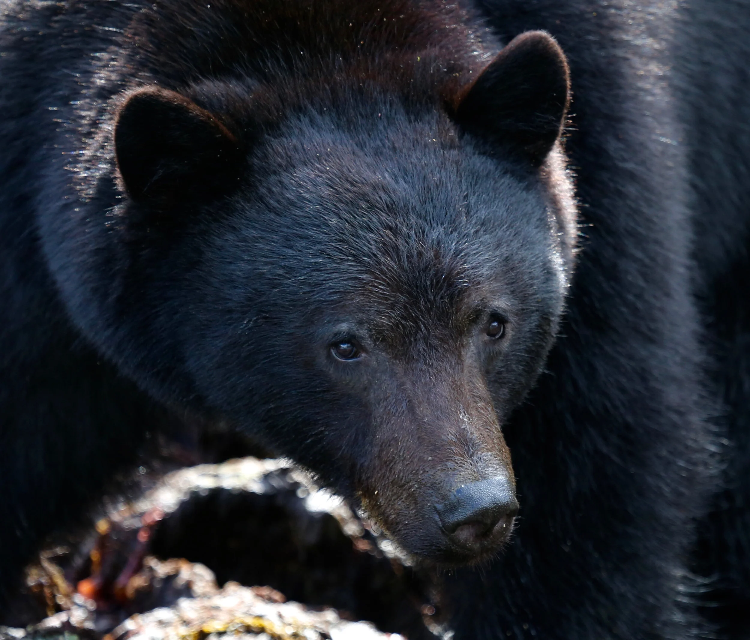 TOFINO BEAR WATCHING TOUR