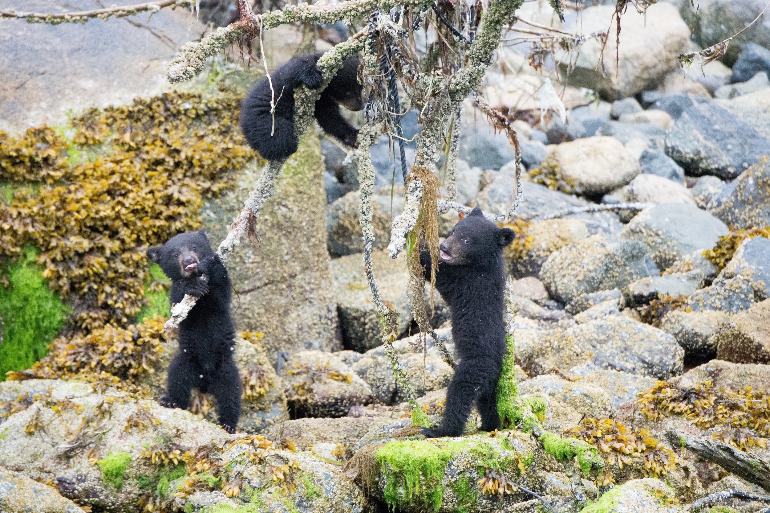 bear watching tour tofino